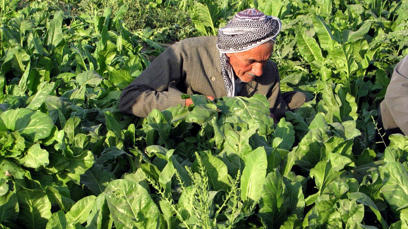 Canon POWERSHOT S3 IS sample photo. Older man, kurdish, farmer photography