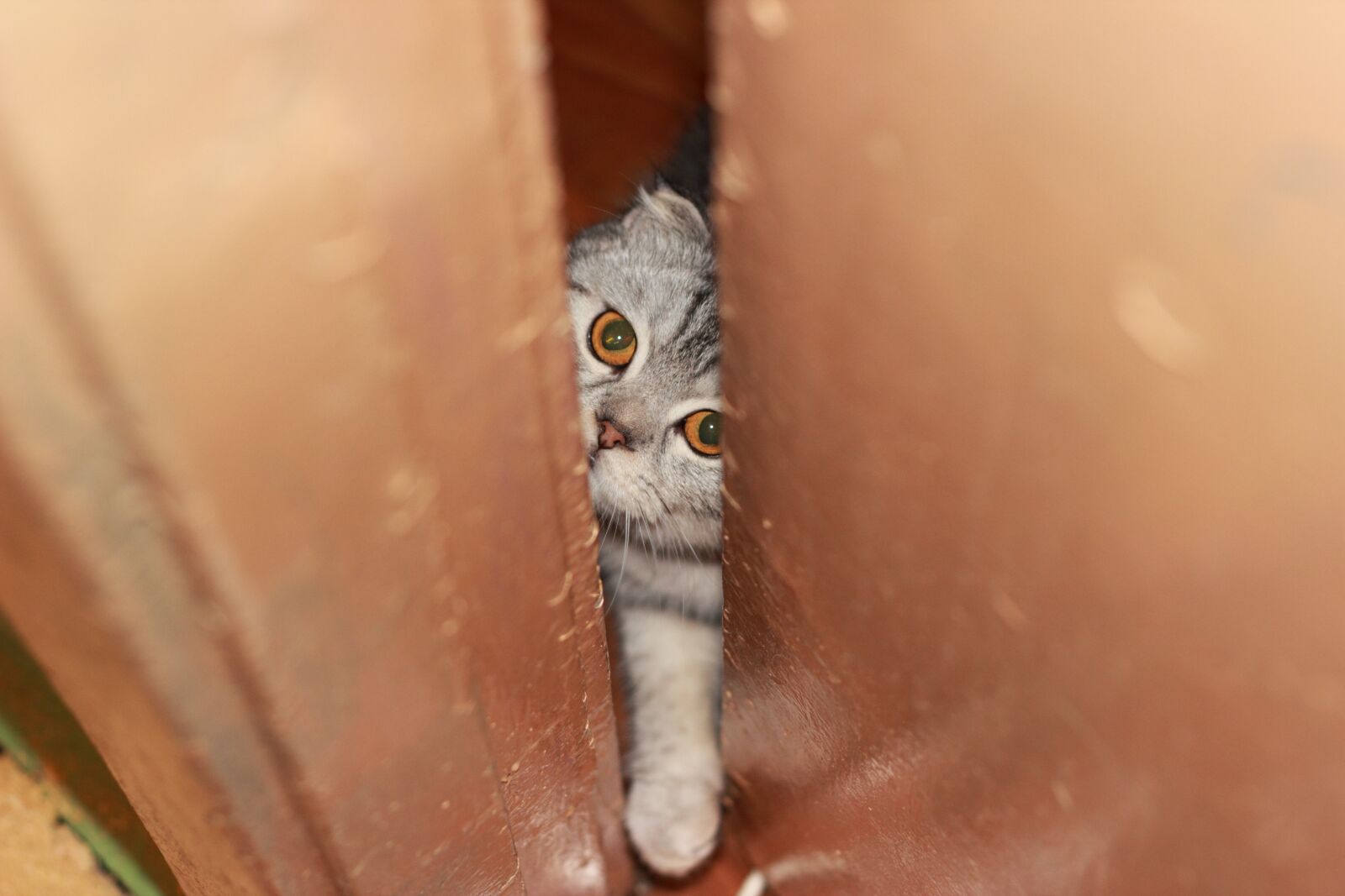 Canon EOS 550D (EOS Rebel T2i / EOS Kiss X4) sample photo. Cat, animals, feline photography