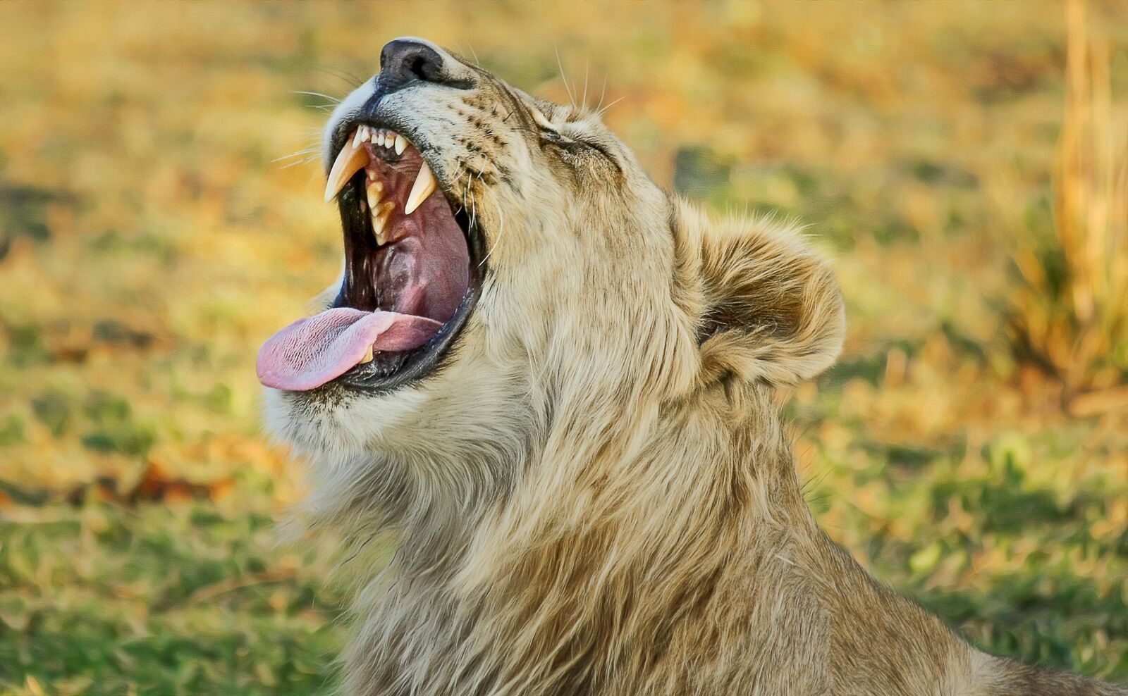 Canon EOS 40D + Canon EF 70-300mm F4-5.6 IS USM sample photo. Lion, safari, africa photography