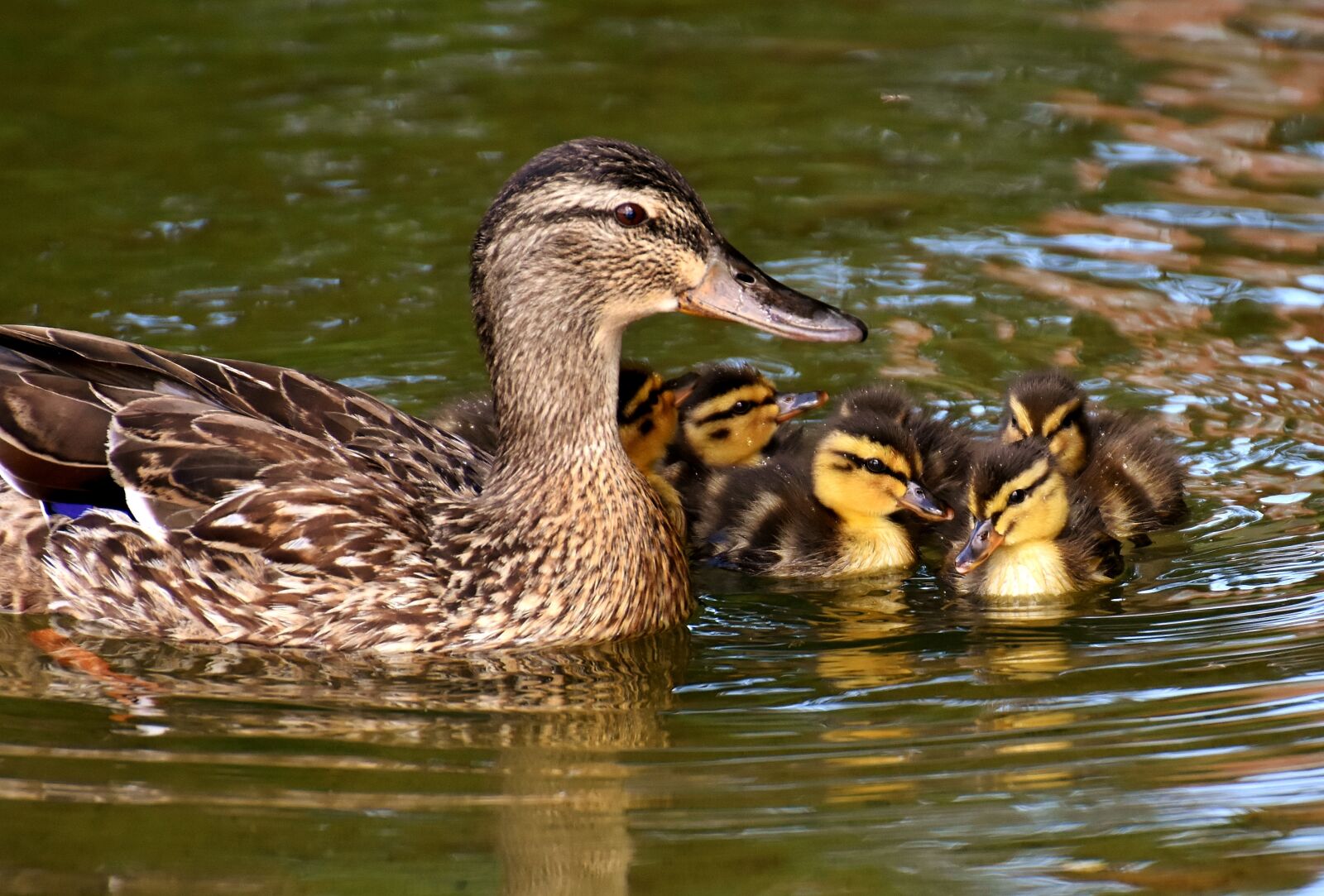 Nikon D7200 sample photo. Mallard, chicks, baby photography