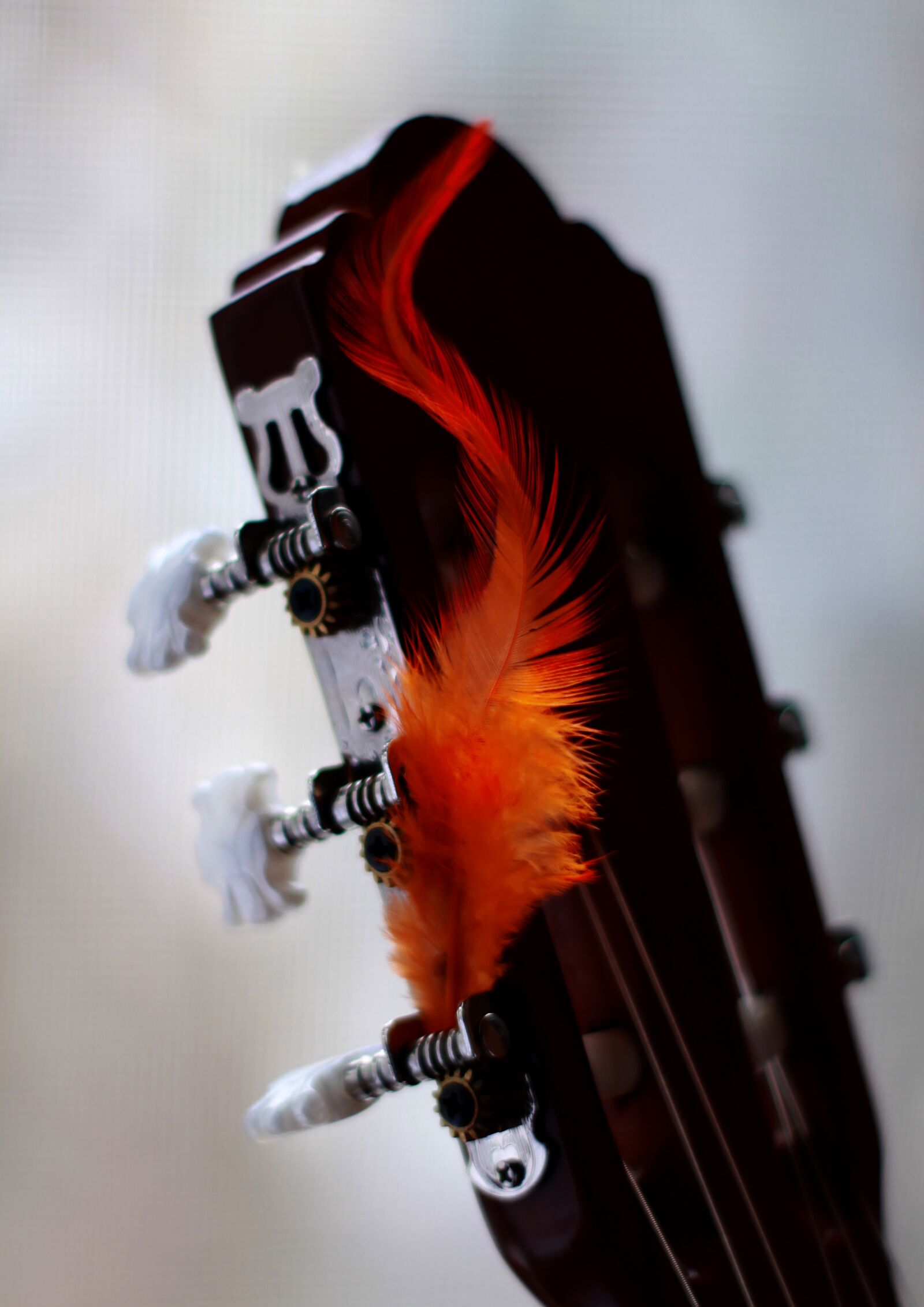 Canon EOS 1200D (EOS Rebel T5 / EOS Kiss X70 / EOS Hi) sample photo. Vulture, pen, orange photography