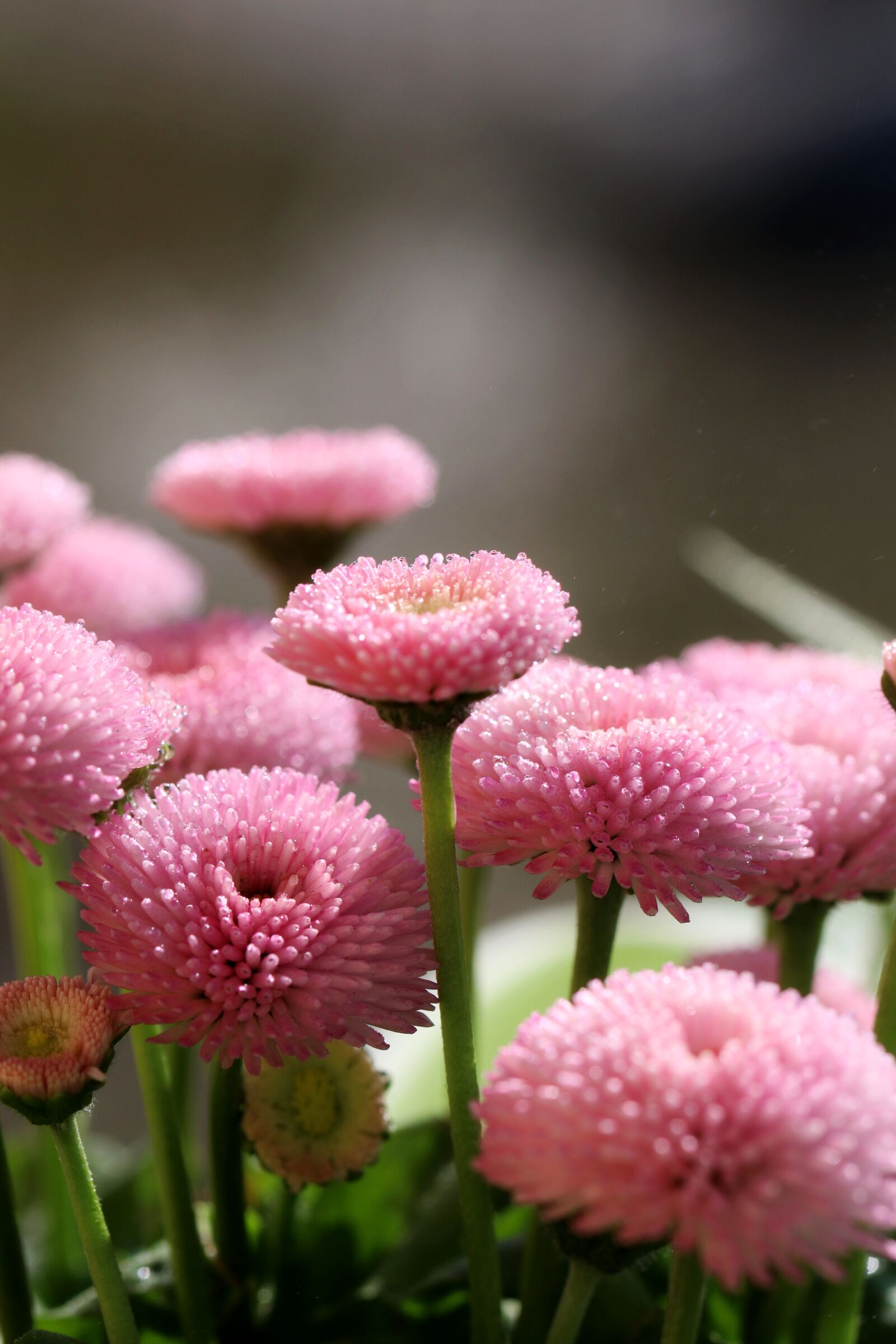 Canon EOS 80D sample photo. Flower, pink, garden photography