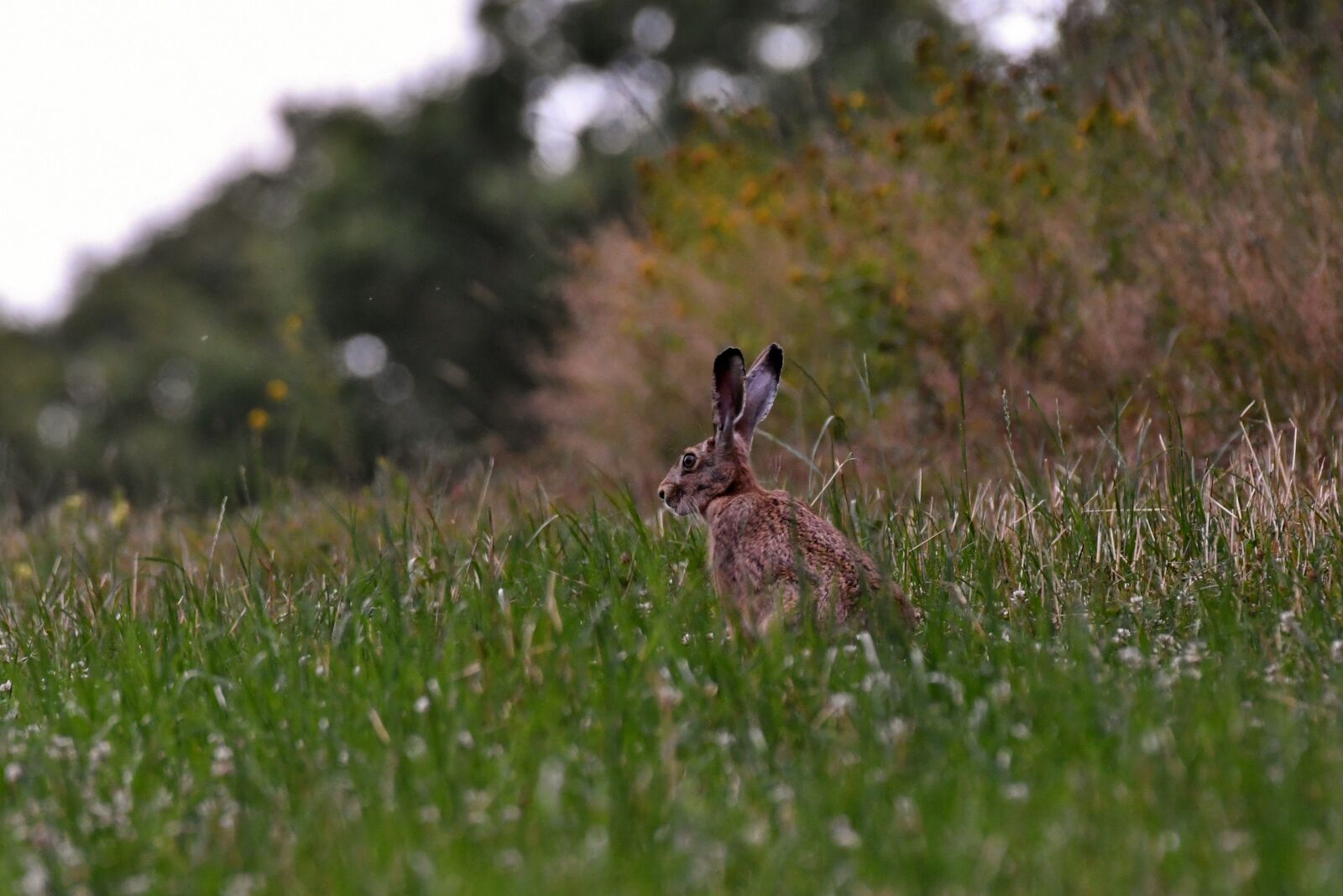 Nikon D500 sample photo. Haas, spoons, rodent photography