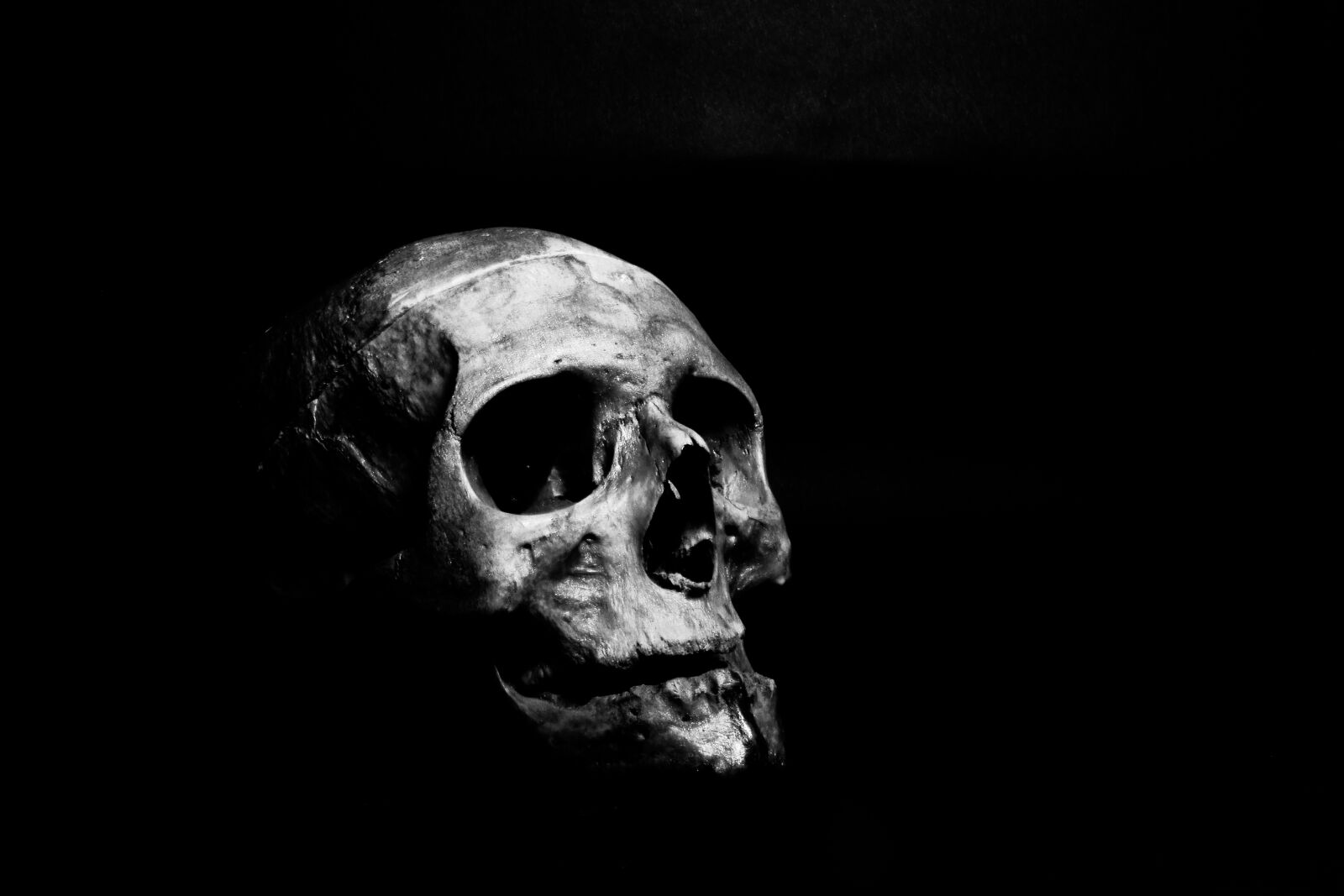 Canon EOS 80D sample photo. Skull, human, skeleton photography