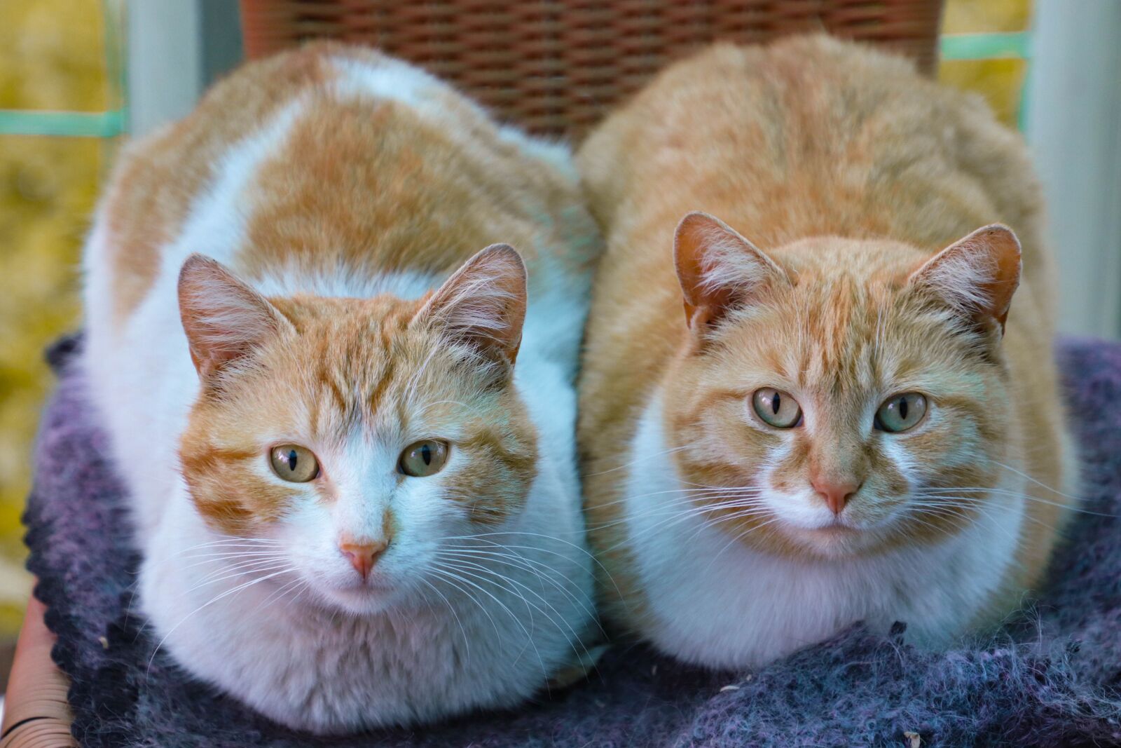 Canon EOS 77D (EOS 9000D / EOS 770D) sample photo. Cat, redhead, couple photography