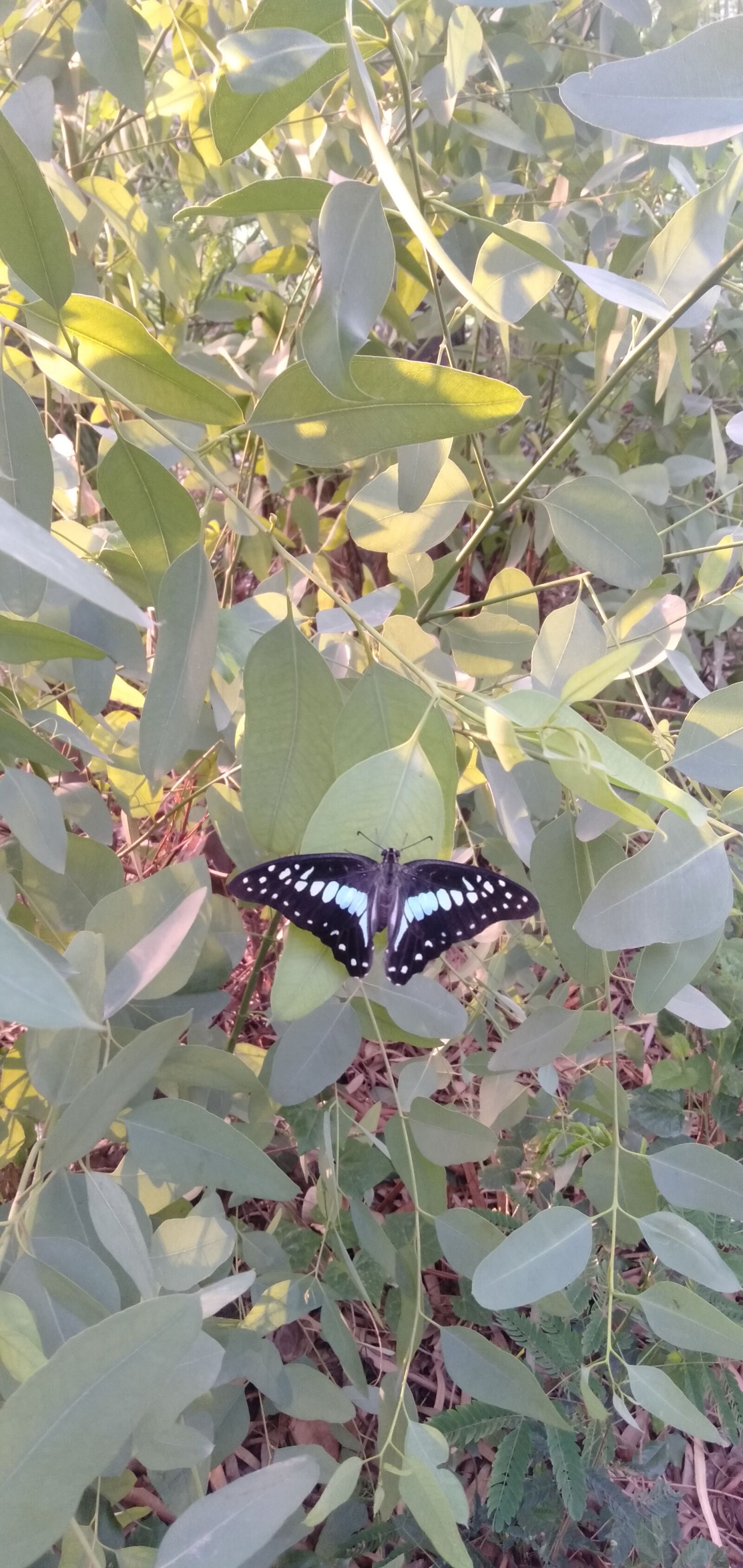 OPPO A3S sample photo. Butterfly, forest image, forest photography