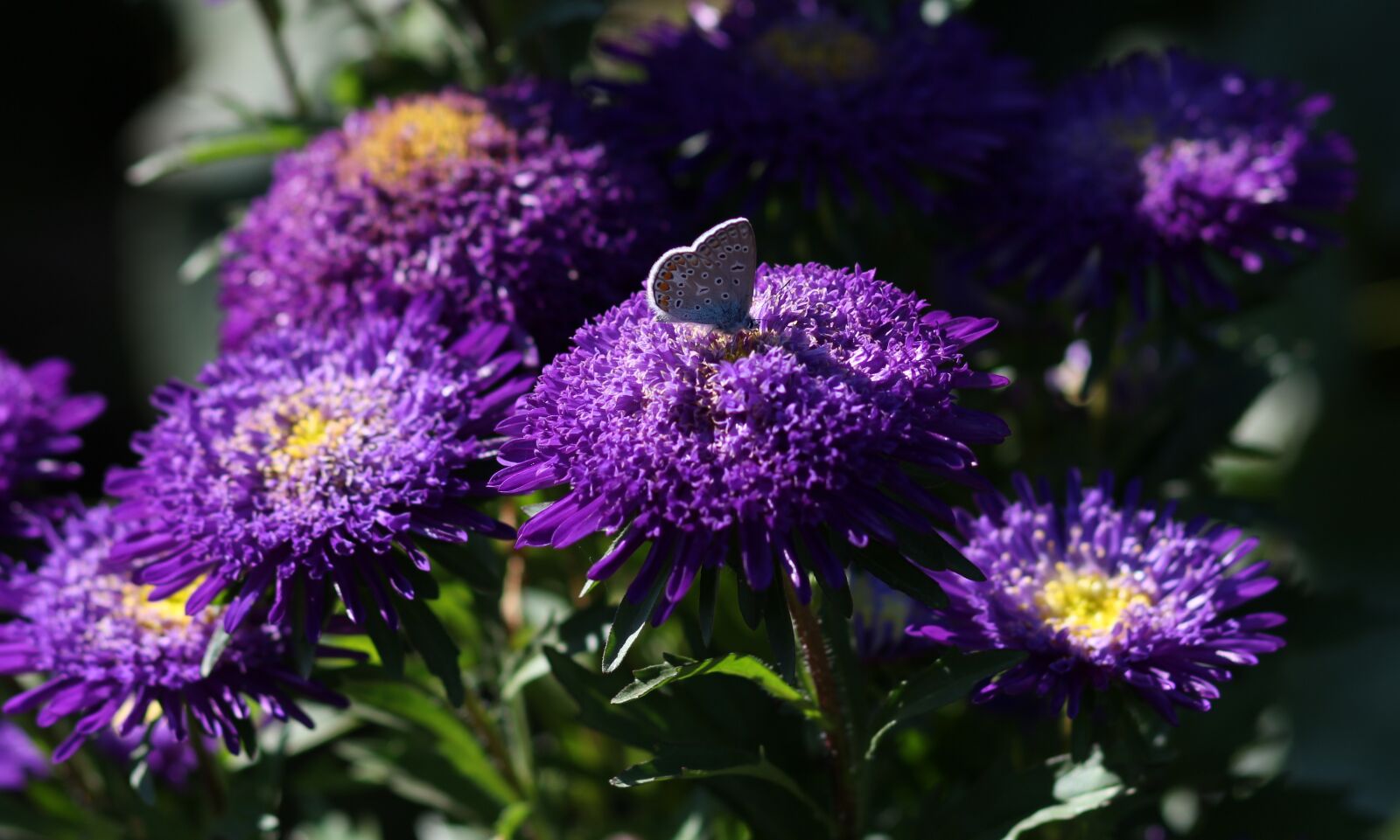 Canon EOS 700D (EOS Rebel T5i / EOS Kiss X7i) + Canon EF 85mm F1.8 USM sample photo. Butterfly, blue, bull's eye photography