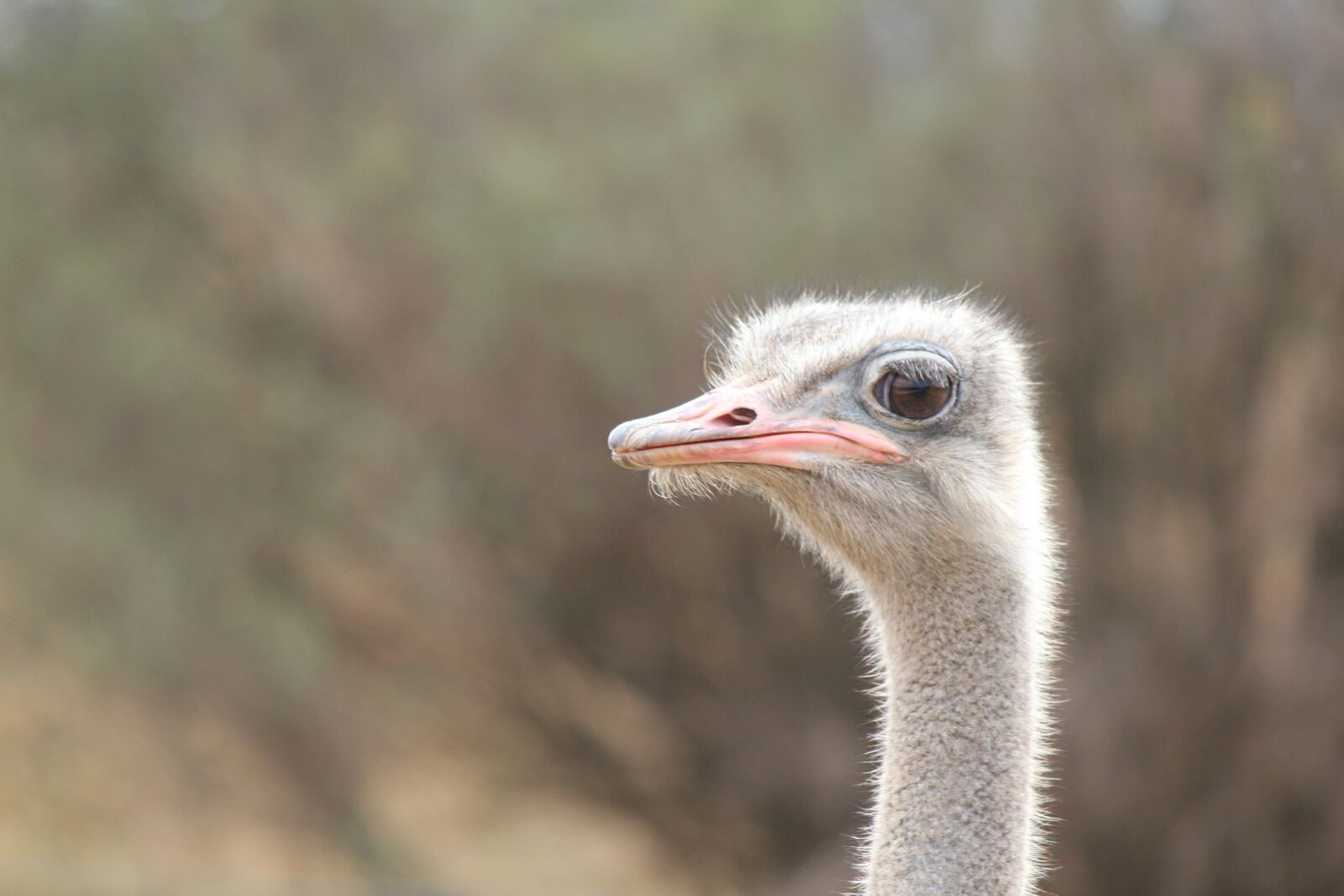 Canon EOS 550D (EOS Rebel T2i / EOS Kiss X4) sample photo. Ostrich, animal, wildlife photography