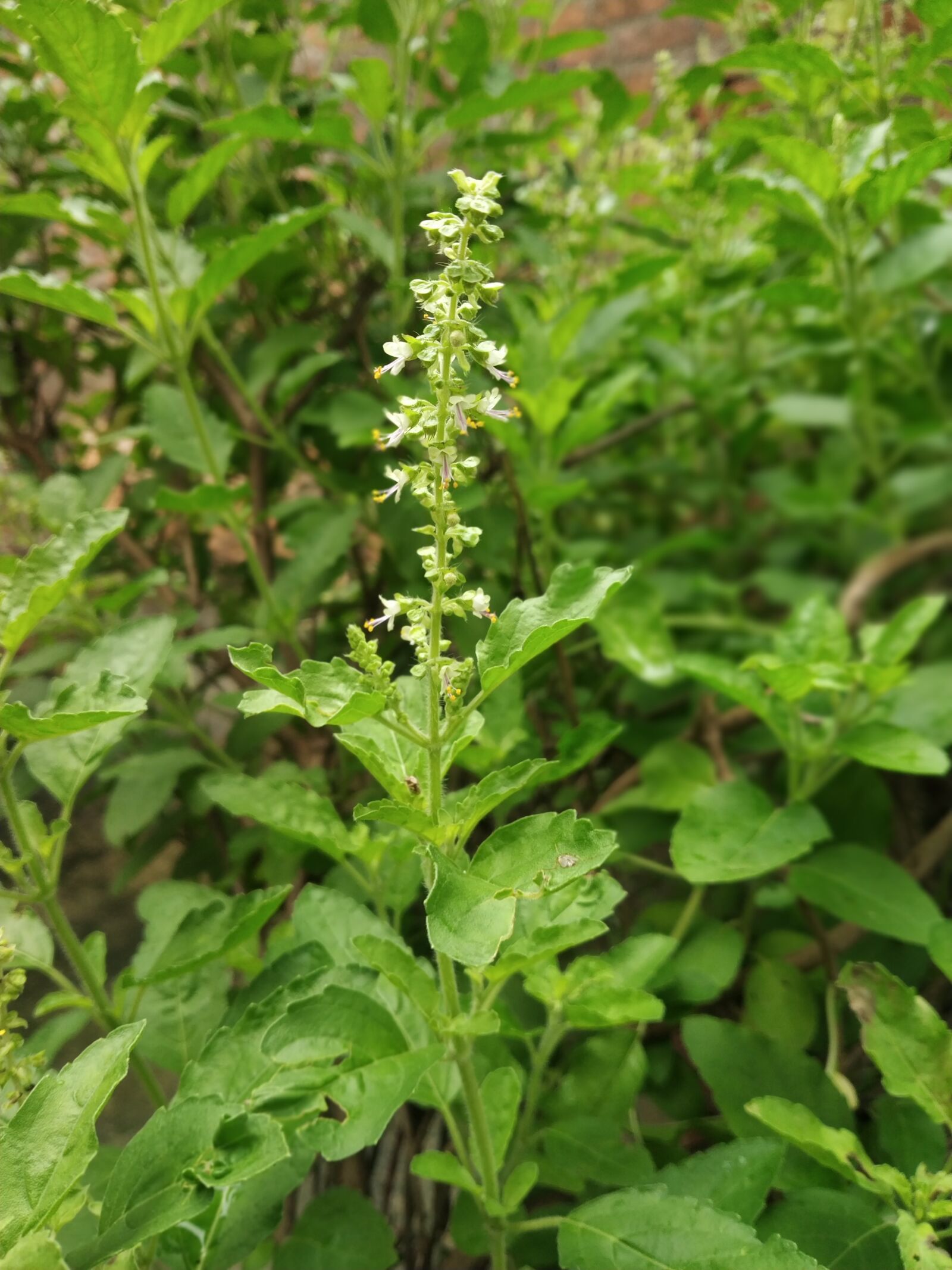 Xiaomi Redmi Note 5 Pro sample photo. Ocimum, ocimum flowers, ocimum photography