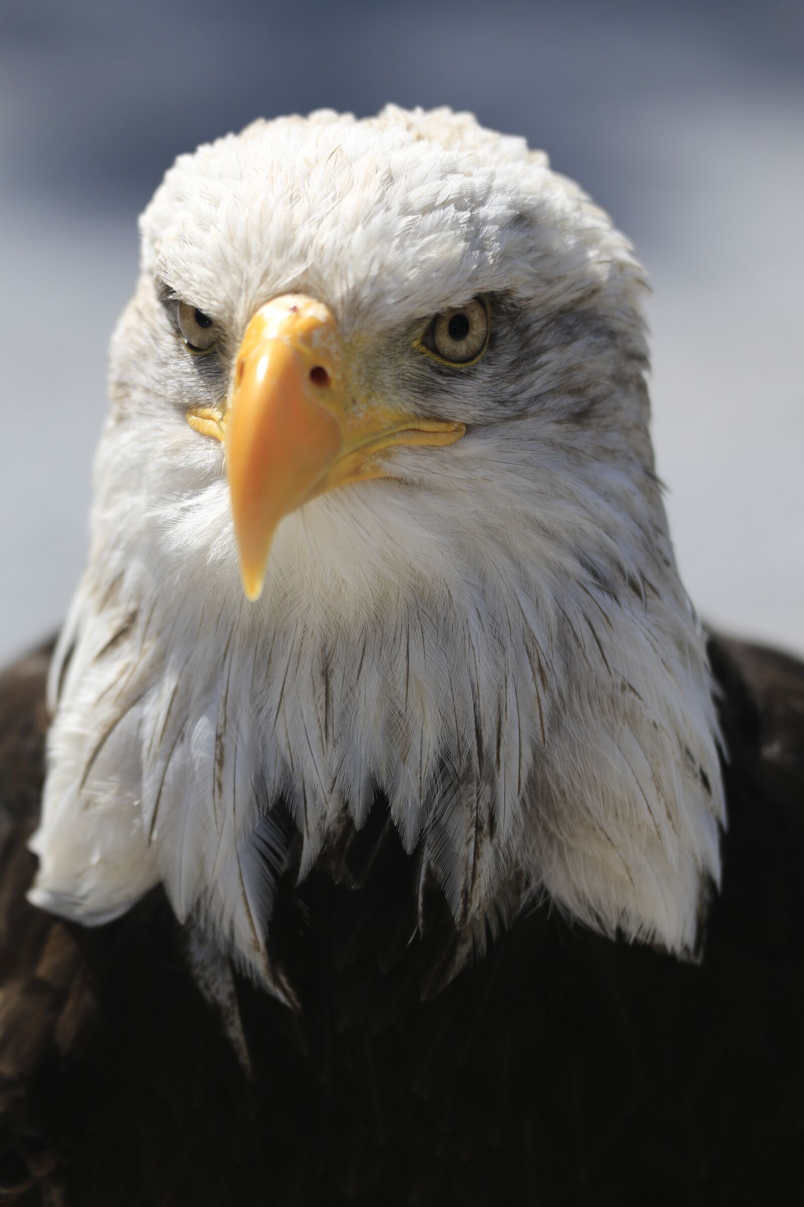 Canon EOS 70D sample photo. Adler, eye, bill photography