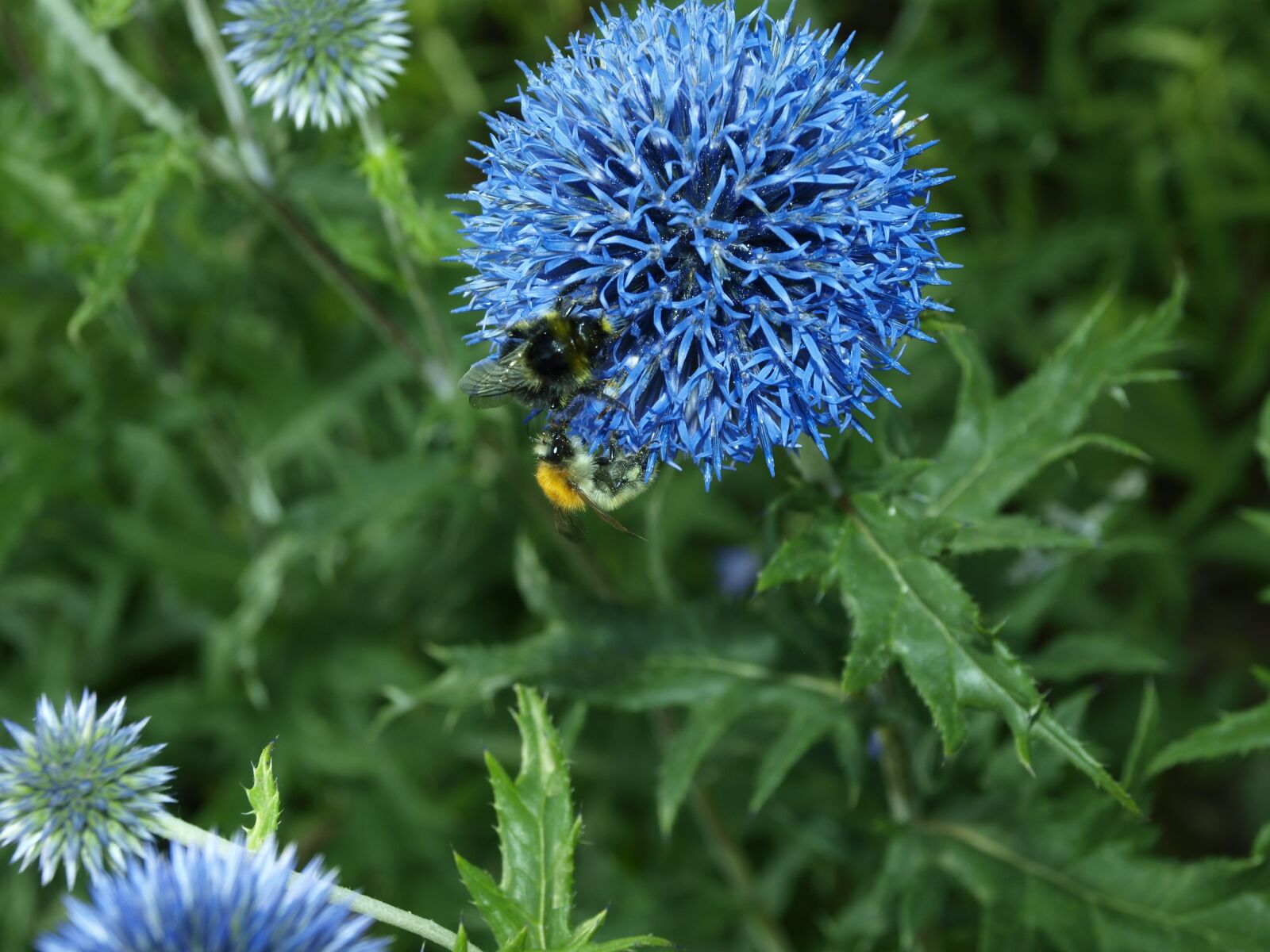 Olympus E-450 (EVOLT E-450) sample photo. Bee, tigist, blue flower photography