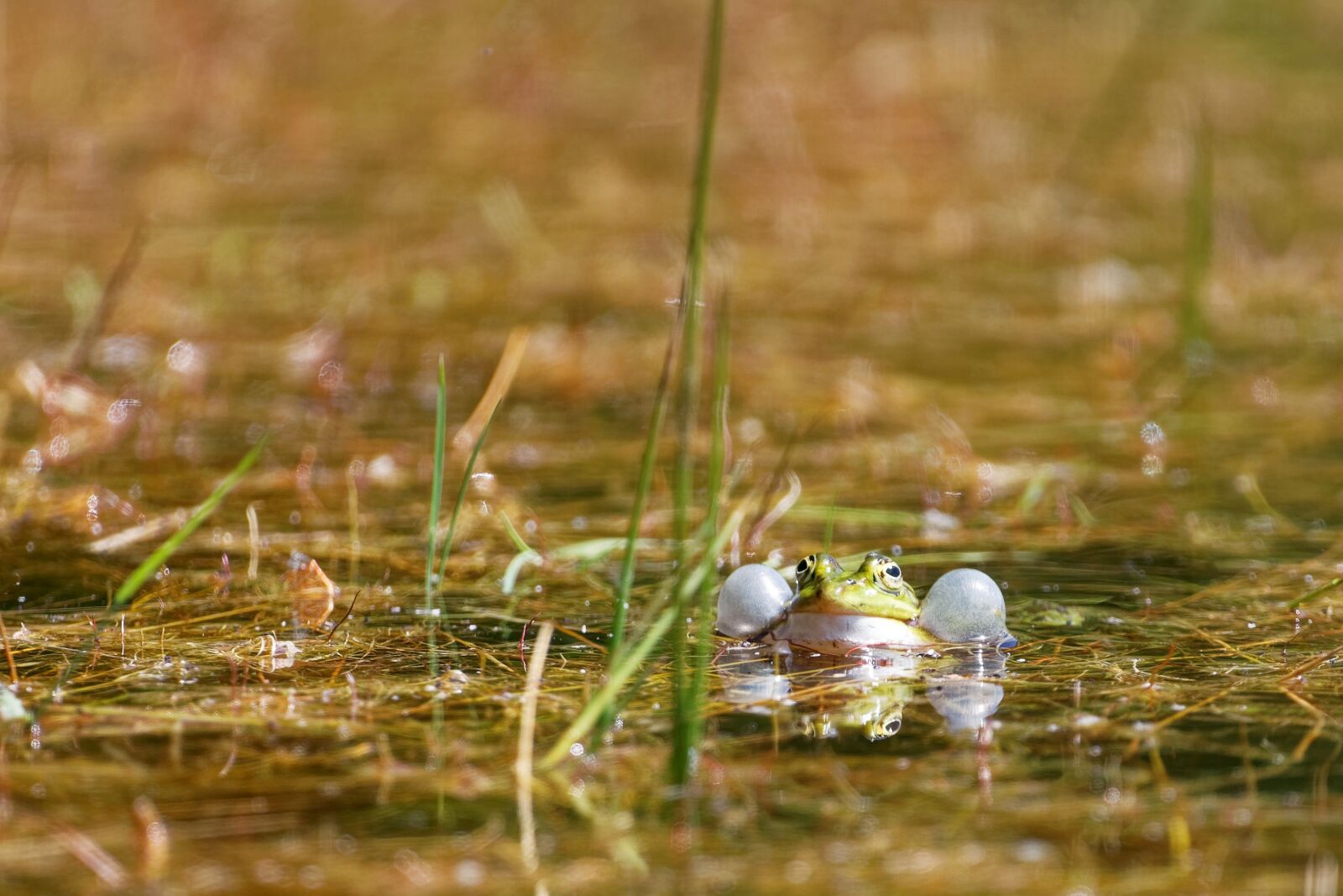 Canon EOS 5D Mark II sample photo. Green, frog, water photography