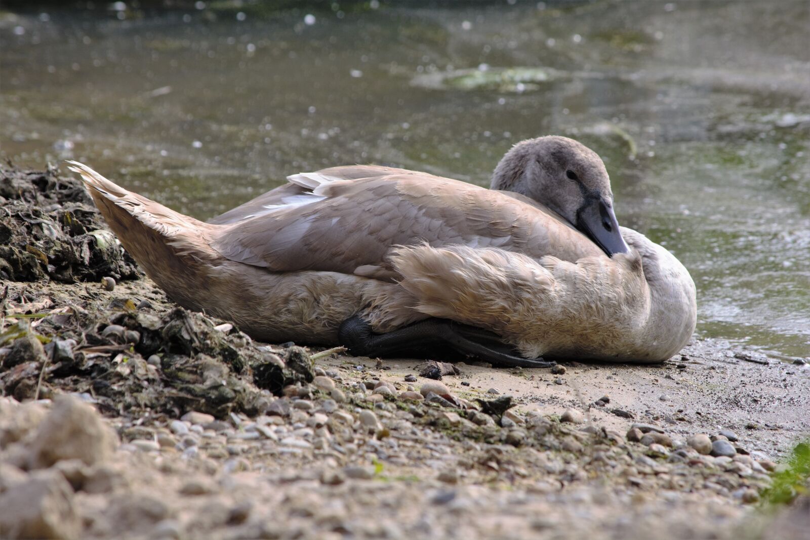 Nikon D7100 sample photo. Swan, cygnet, waterfowl photography