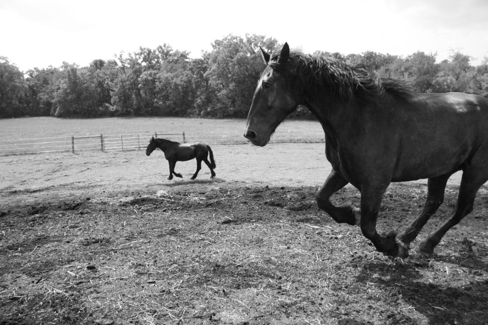 Canon EOS 450D (EOS Rebel XSi / EOS Kiss X2) sample photo. Horse, field, farm photography