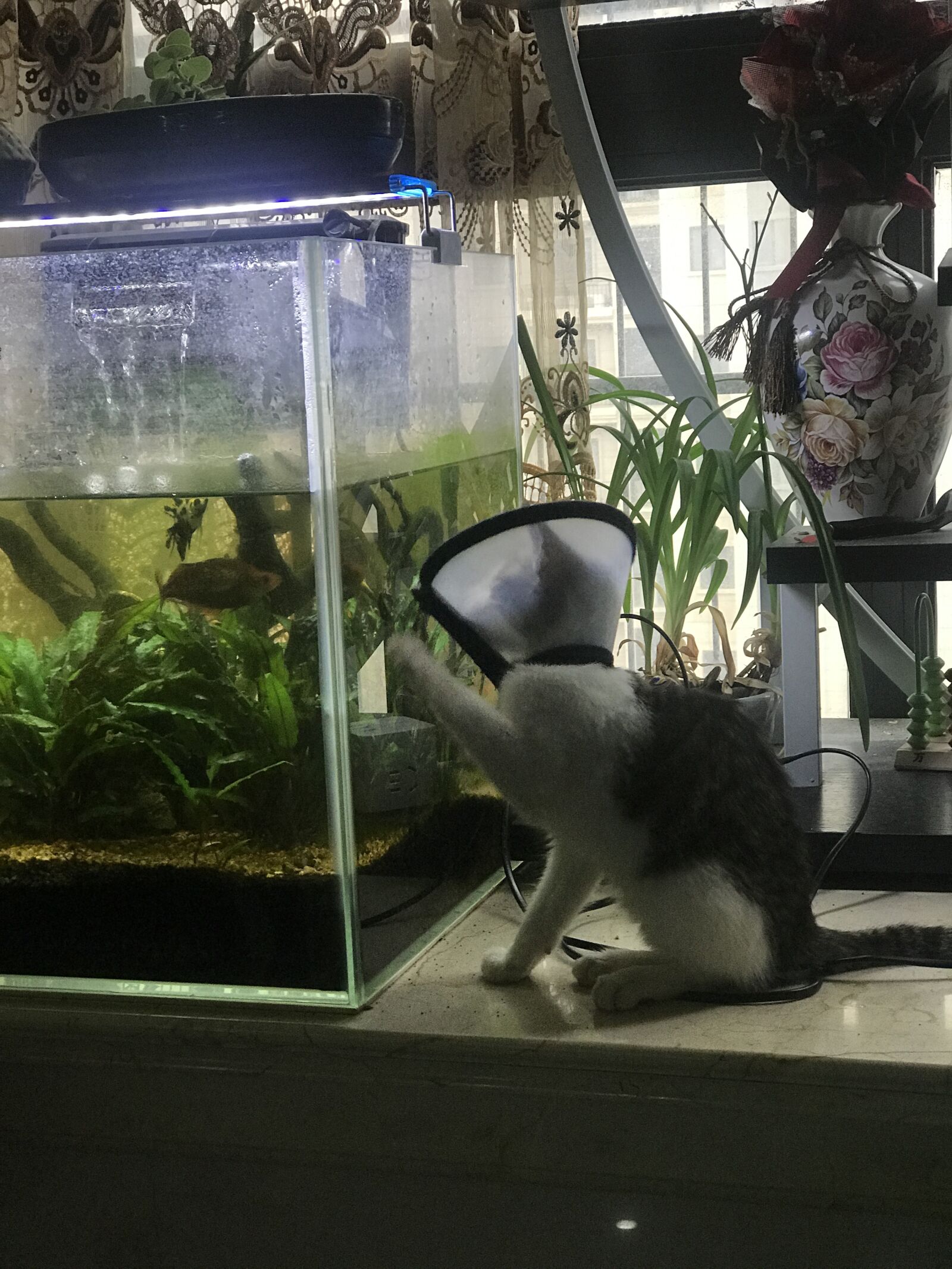 Apple iPhone 7 Plus sample photo. Fish, kitty, catch photography