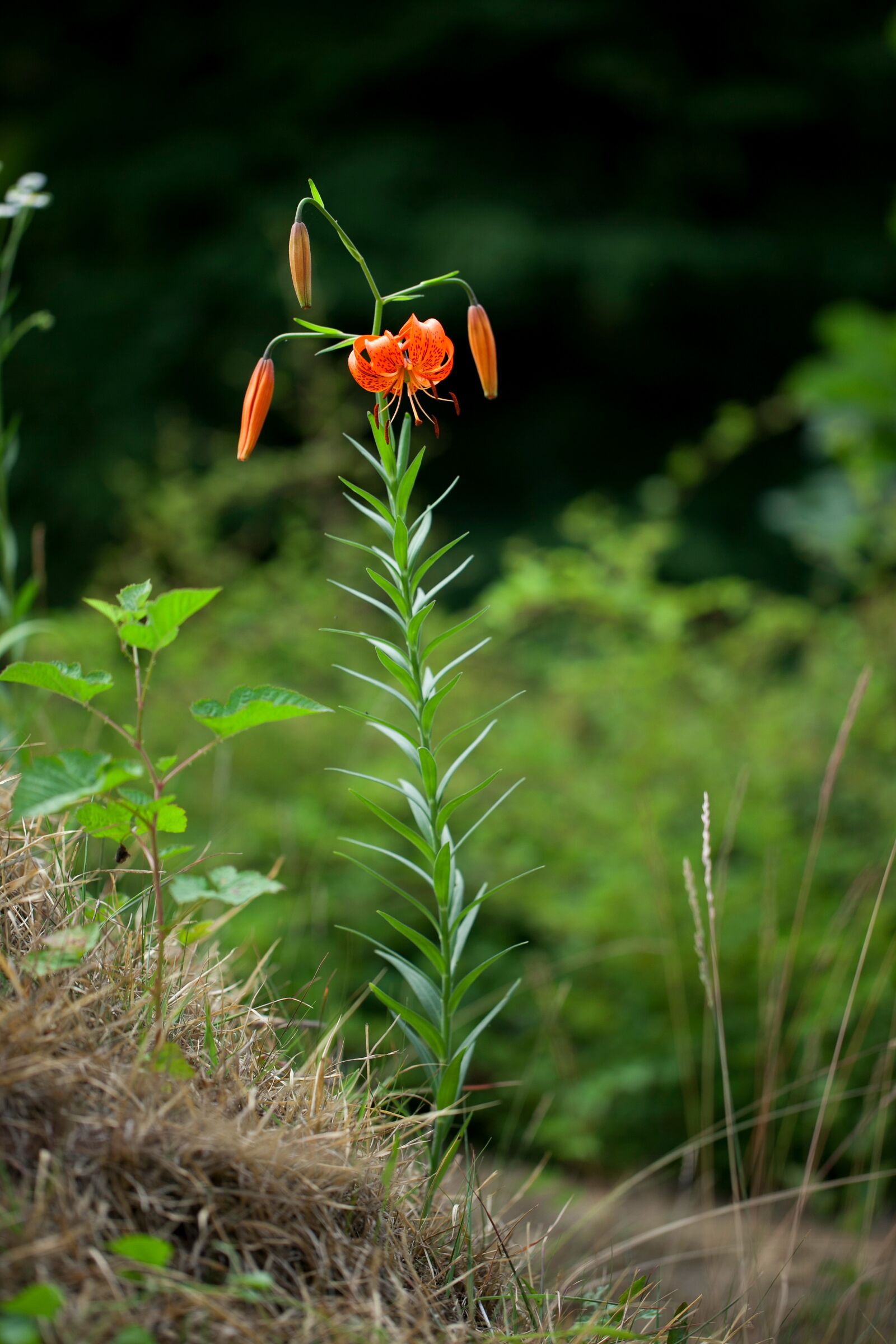 Canon EOS 5D Mark II sample photo. Nature, wildflower, plants photography