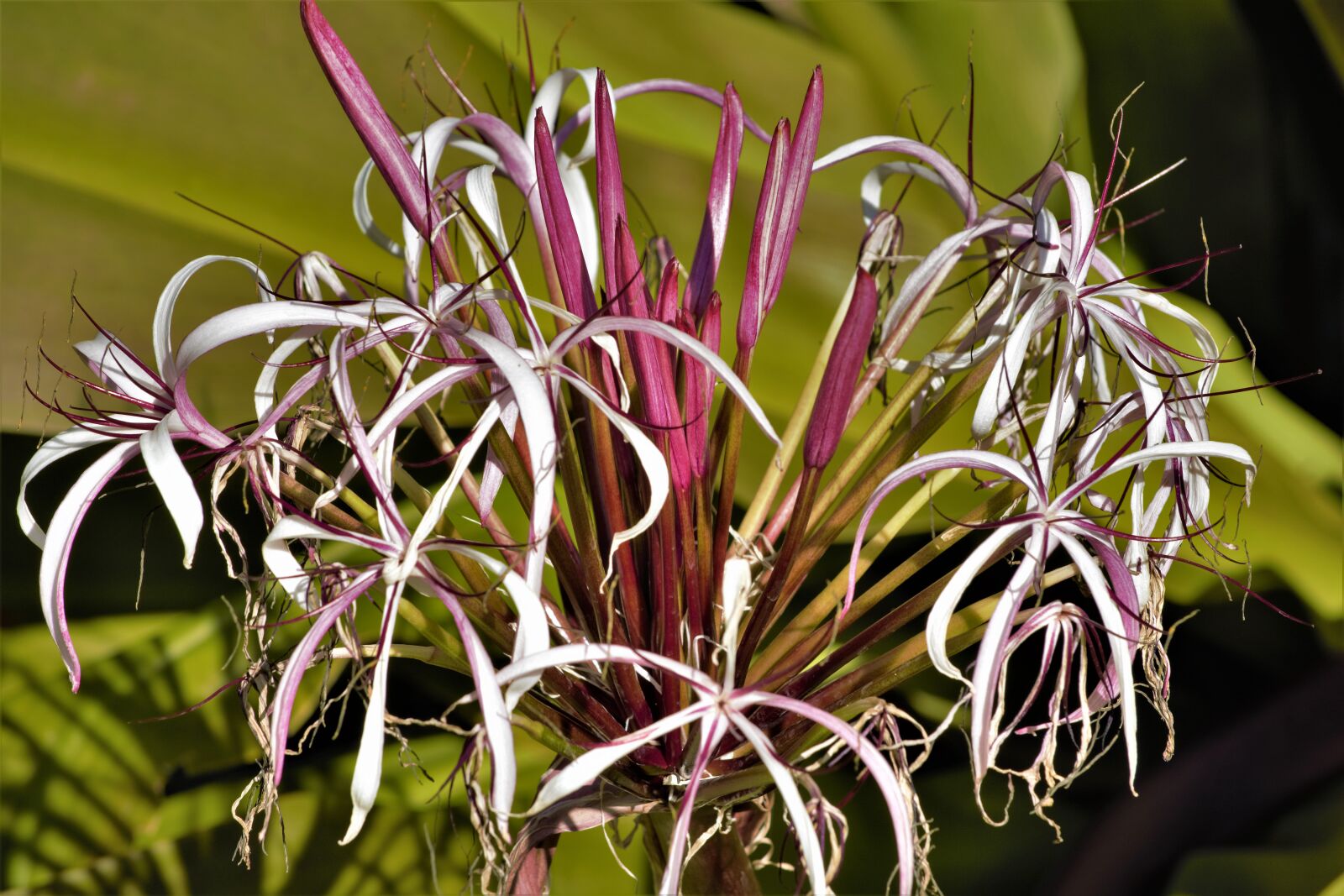Nikon D7100 sample photo. Flower, white flower, tropical photography