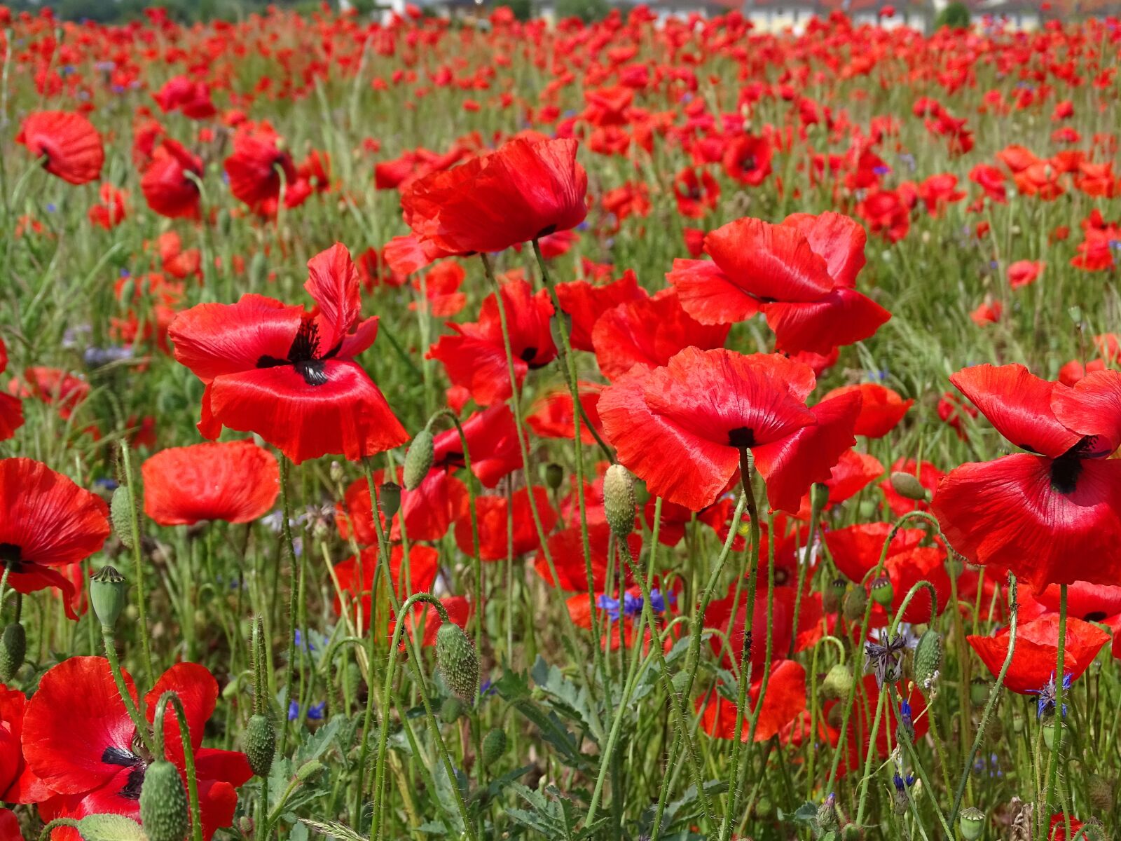 Sony Cyber-shot DSC-HX400V sample photo. Flowers, red poppy, poppy photography