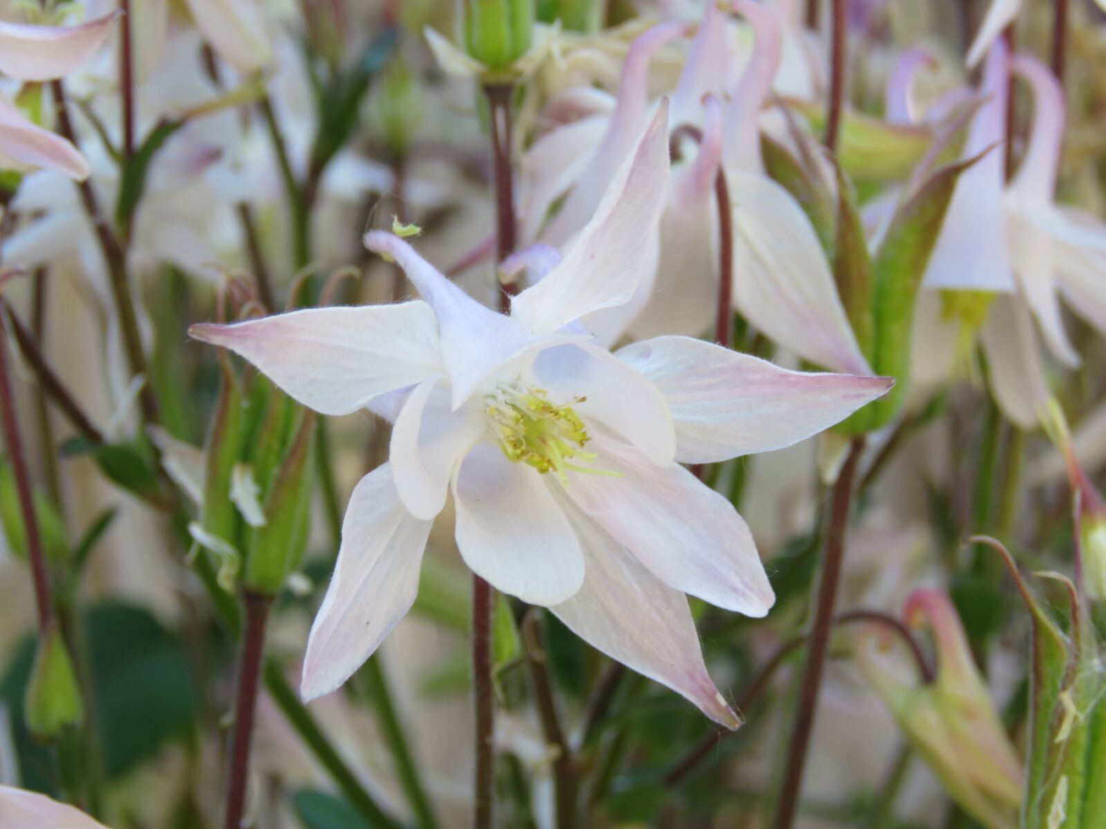 Canon PowerShot SX60 HS sample photo. Akelei, white, flower photography