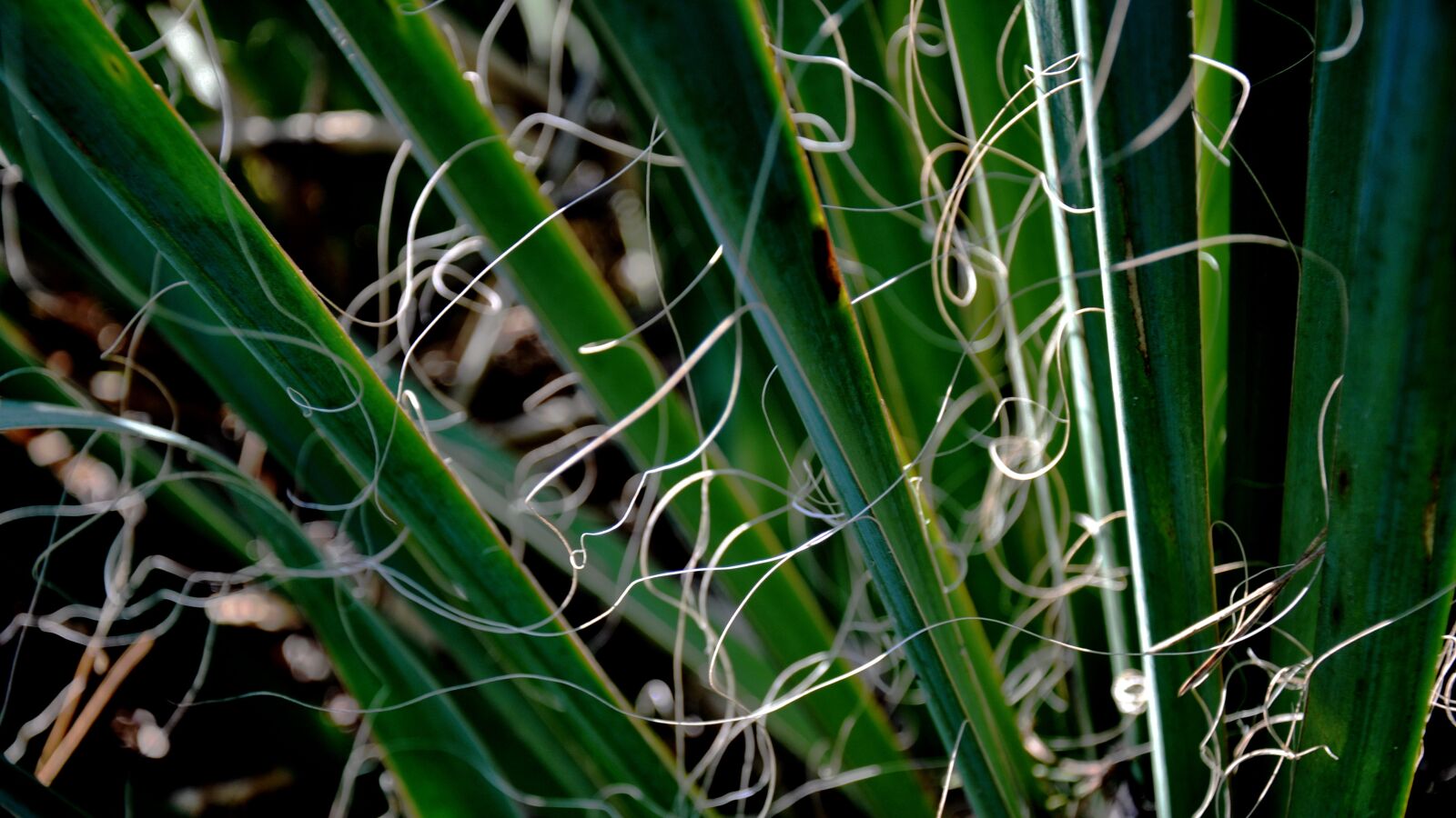 Nikon D90 sample photo. Spring, flower, nature photography