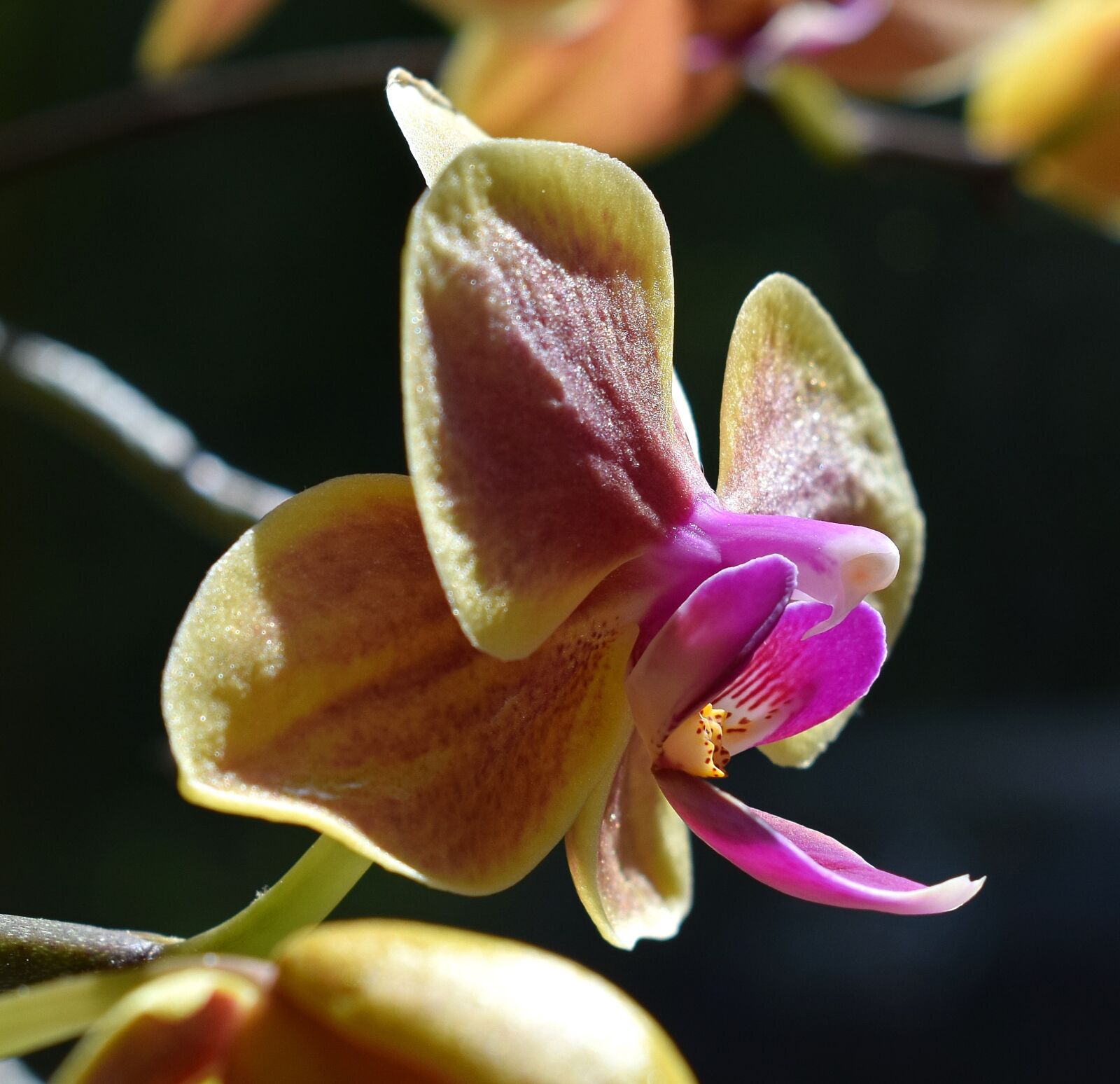 Nikon D3300 sample photo. Hybrid phalaenopsis, anther cap photography