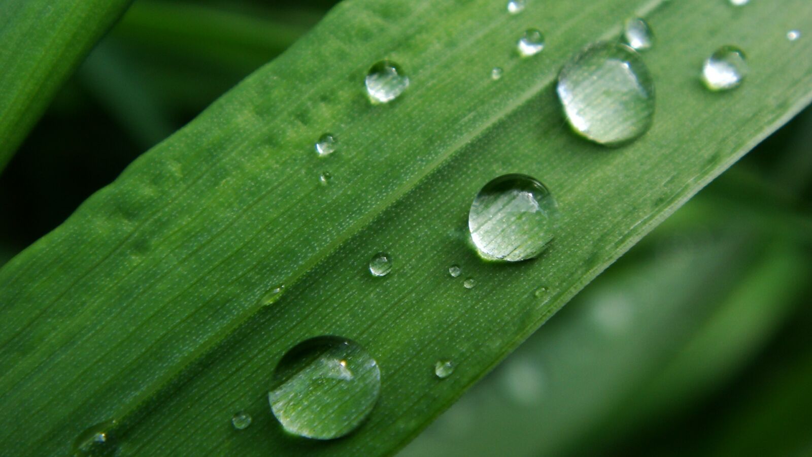 Sony DSC-T70 sample photo. Drop, grass, raindrop photography