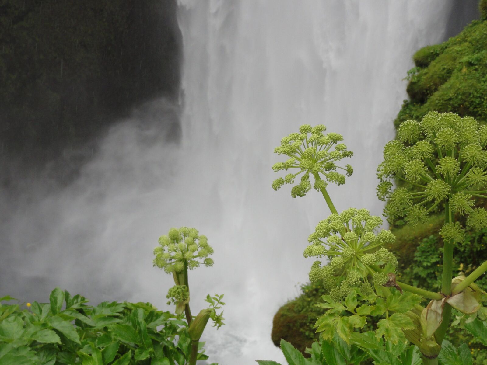 Sony DSC-HX5V sample photo. Angelica, waterfall, iceland photography