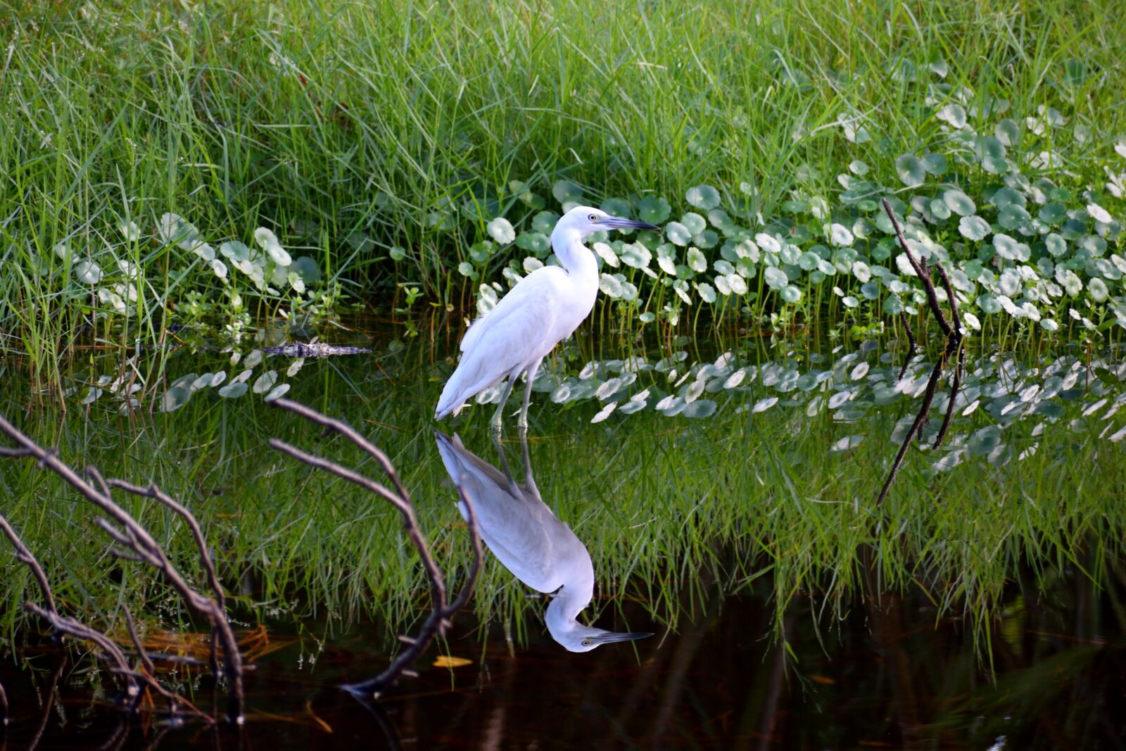 Nikon D3300 sample photo. White egret, tropical bird photography