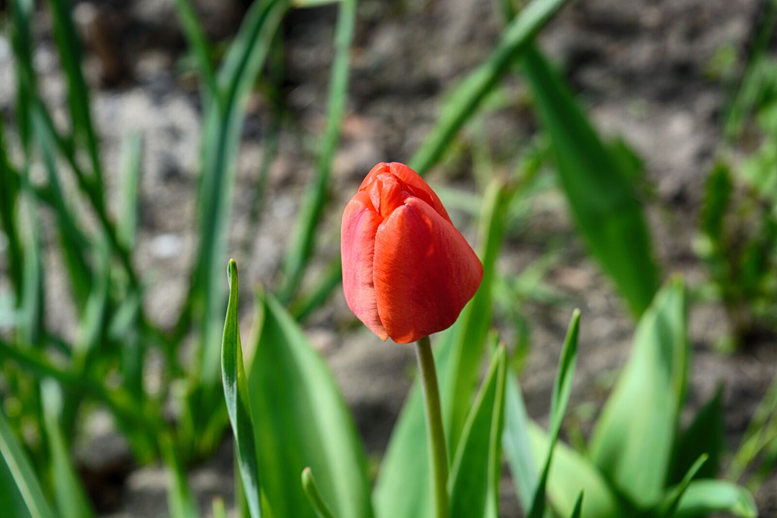 Nikon D5200 sample photo. Nature, sheet, plant photography