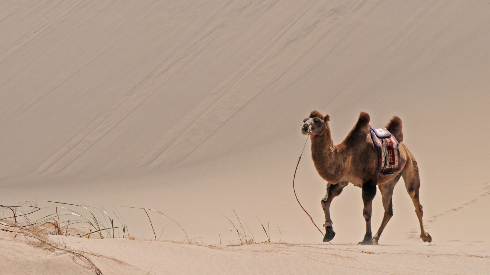 Nikon D300 sample photo. Mongolia, desert, sand photography