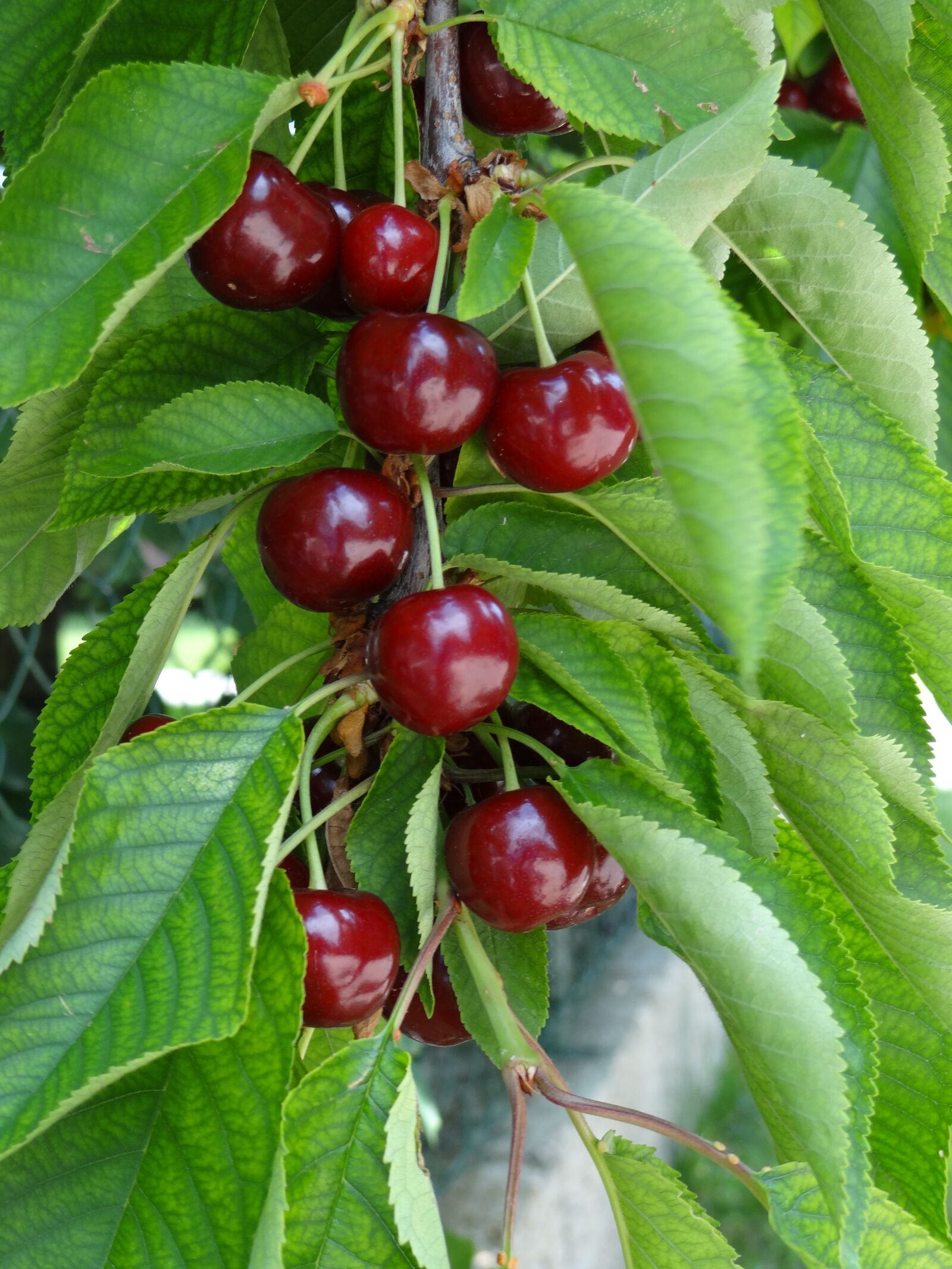 Sony DSC-HX200V sample photo. Cherries, fruit, ripe photography