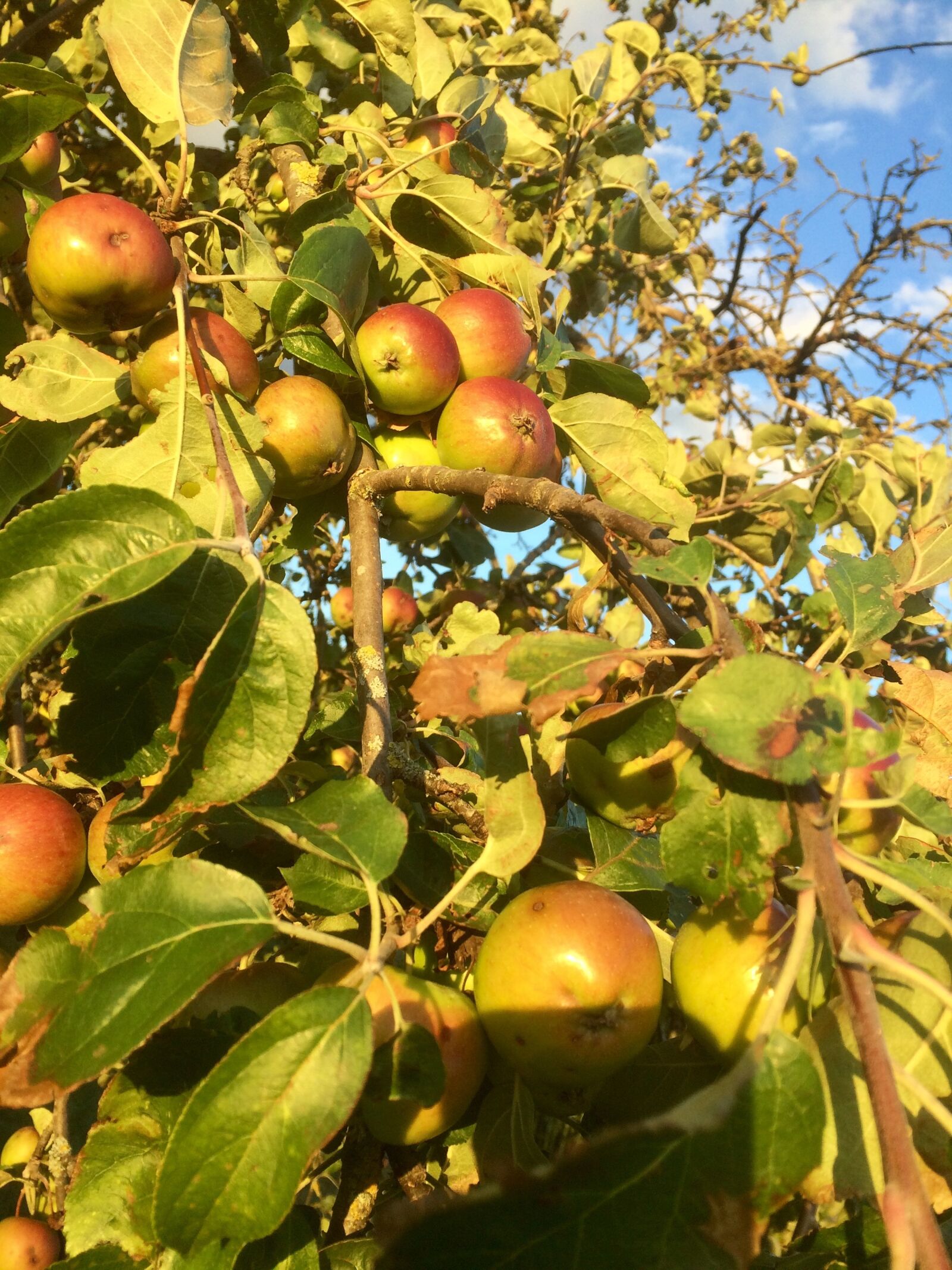 iPhone 5s back camera 4.15mm f/2.2 sample photo. Fruits, fruit, fruit tree photography