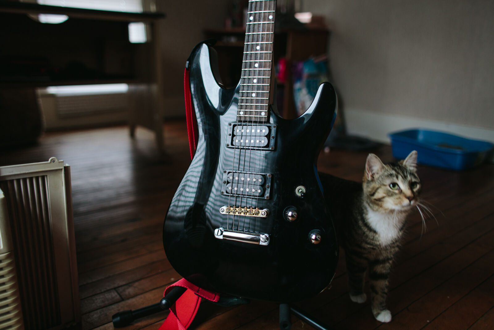 Canon EF 28mm F1.8 USM sample photo. Cat, guitar, messy, pet photography