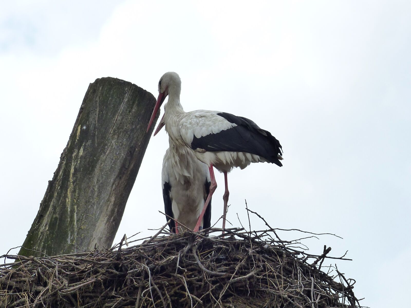 Panasonic Lumix DMC-FZ200 sample photo. Bird, nature, storks photography