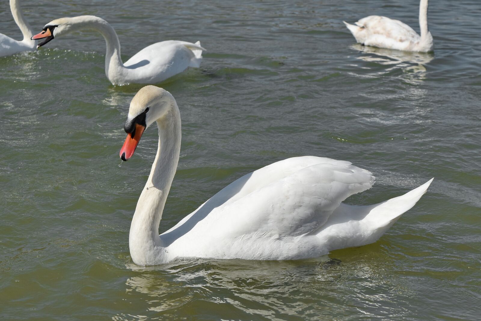 Nikon D5500 sample photo. Swan, water, bird, lake photography