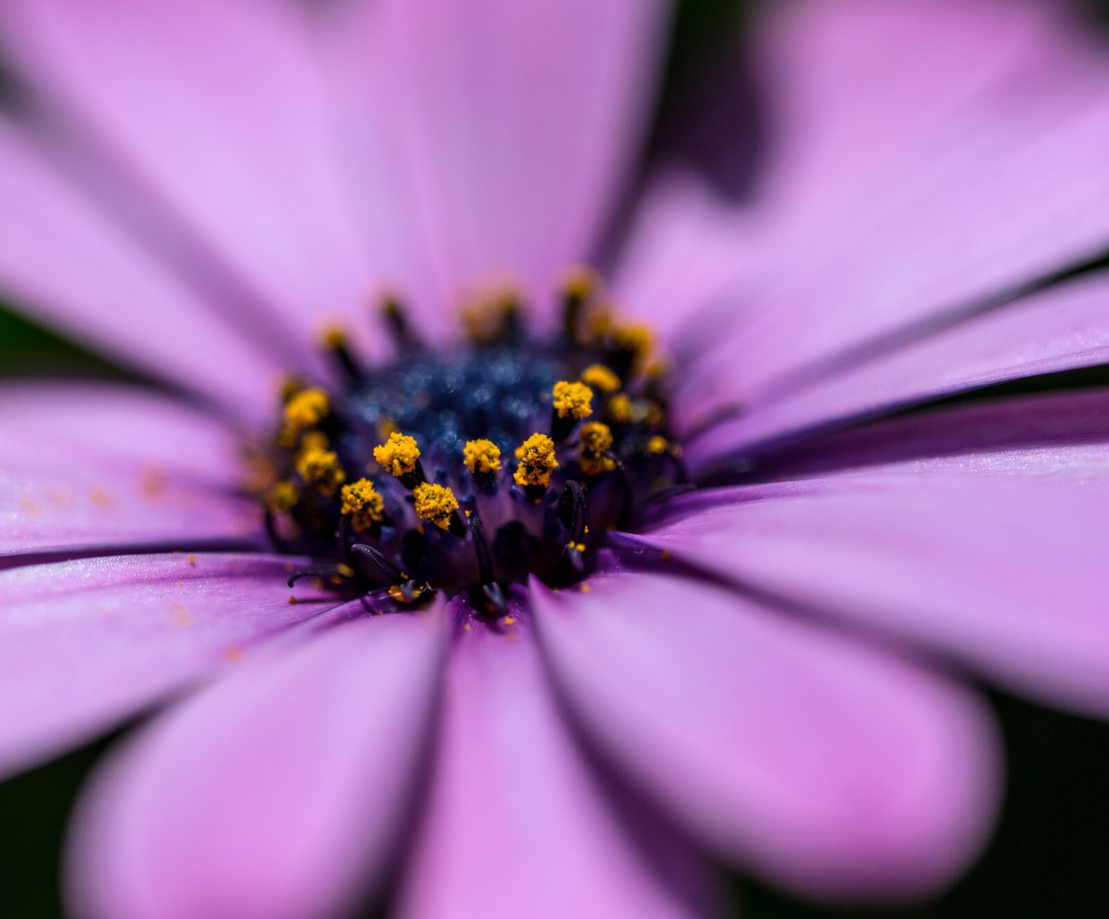 Nikon D7000 sample photo. Gerbera, flower, color photography