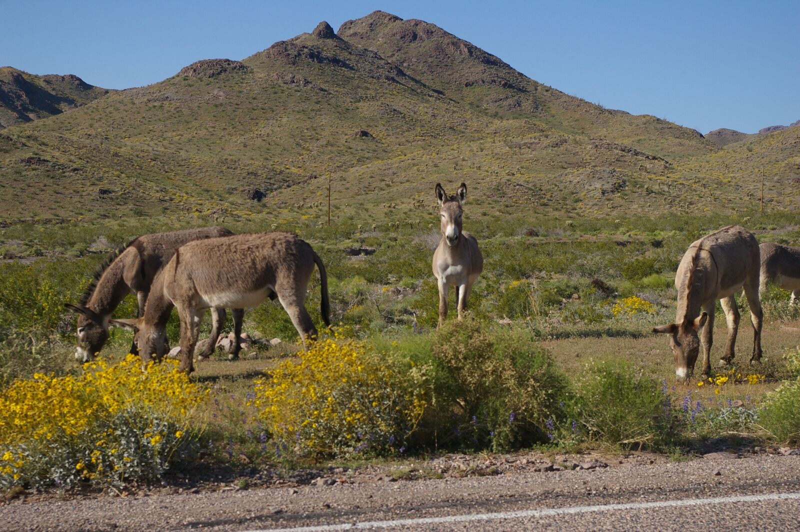 Pentax K100D Super sample photo. Donkeys, burros, mules photography