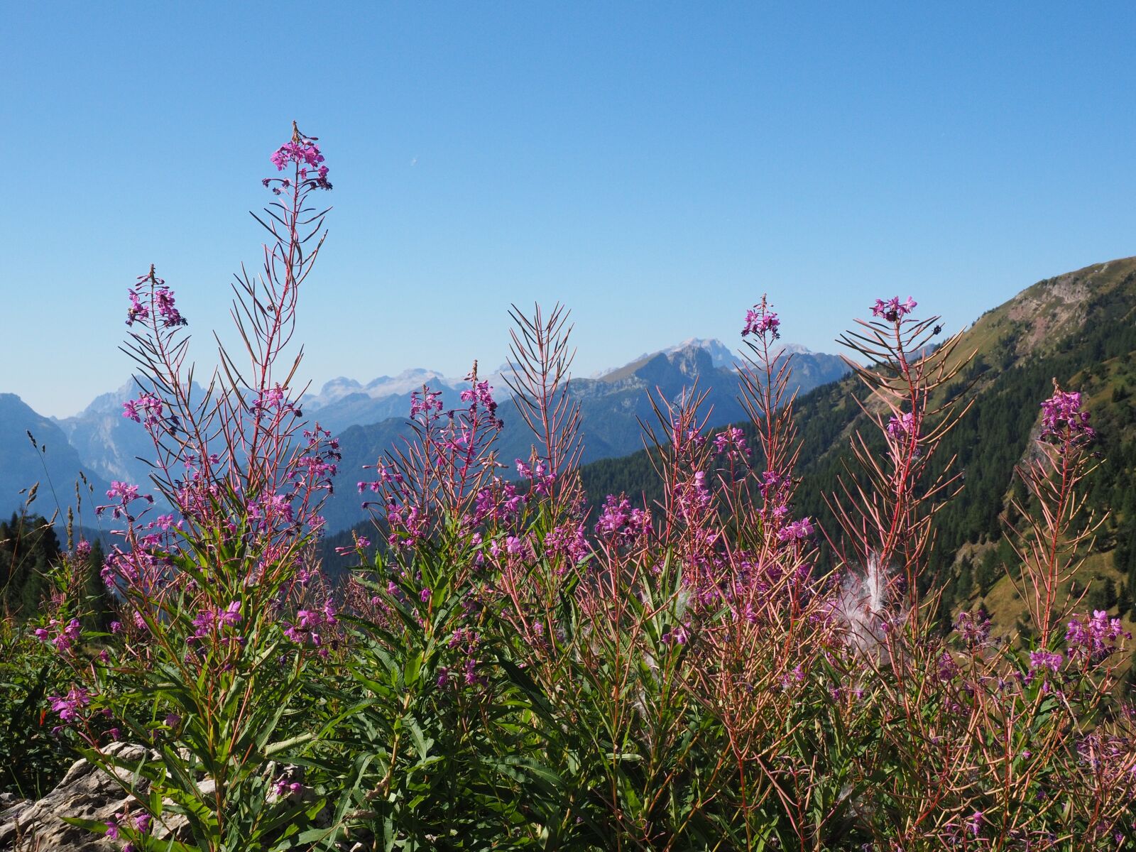 Olympus OM-D E-M1 + Olympus M.Zuiko Digital ED 12-40mm F2.8 Pro sample photo. Epilobium angustifolium, flower, blossom photography