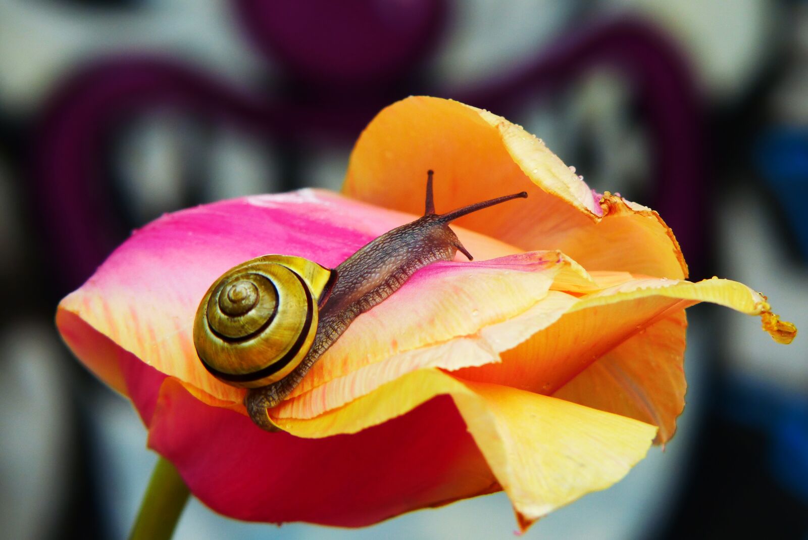 Panasonic Lumix DMC-FZ200 sample photo. Wst yk huntsman, molluscum photography