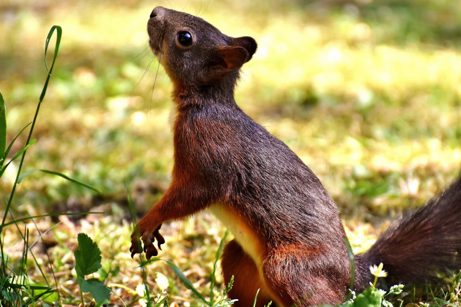 Nikon D7200 sample photo. Squirrel, cute, animal photography