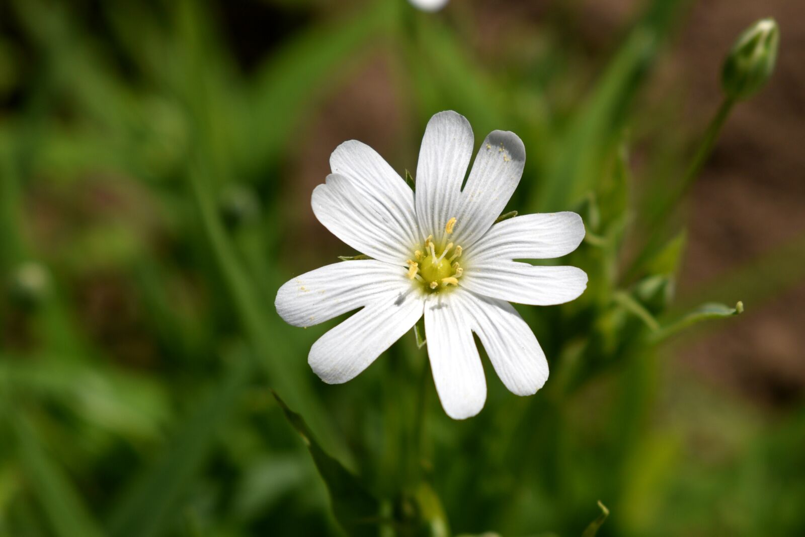 Nikon D5600 sample photo. White, flower, bulgaria photography