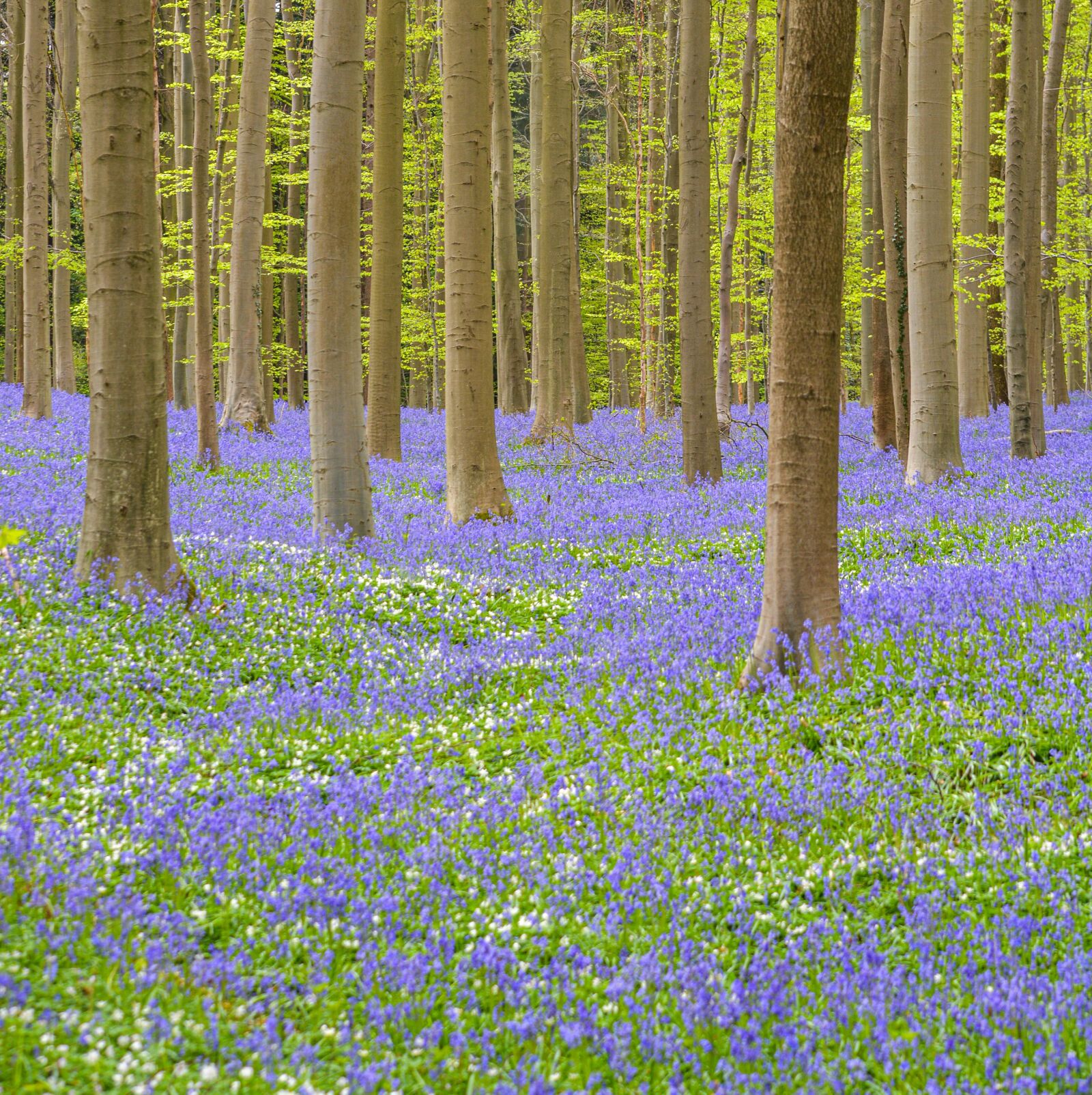 Nikon D5200 sample photo. Nature, forest, hallerbos photography