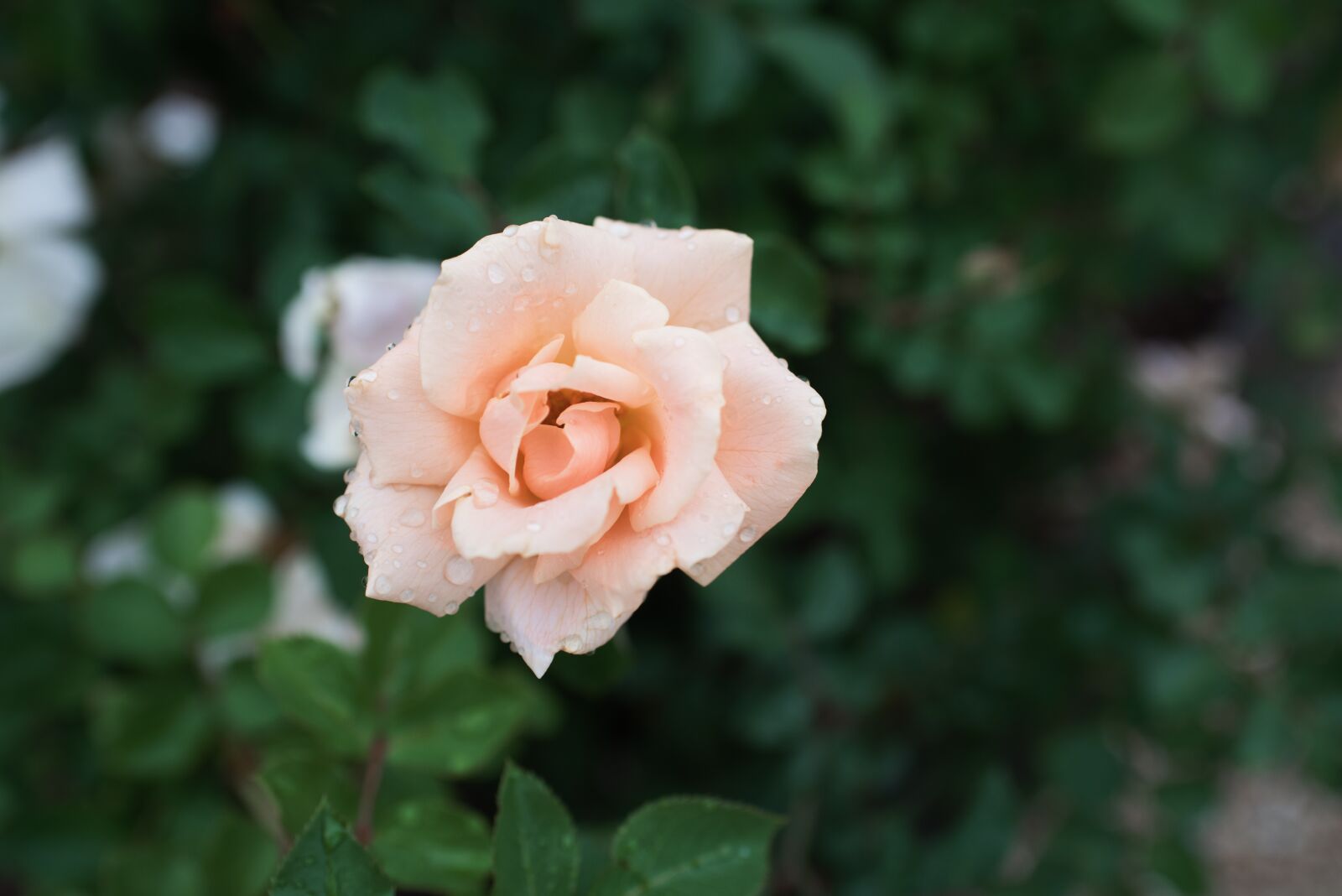 Nikon D750 sample photo. Garden, flower, dew photography