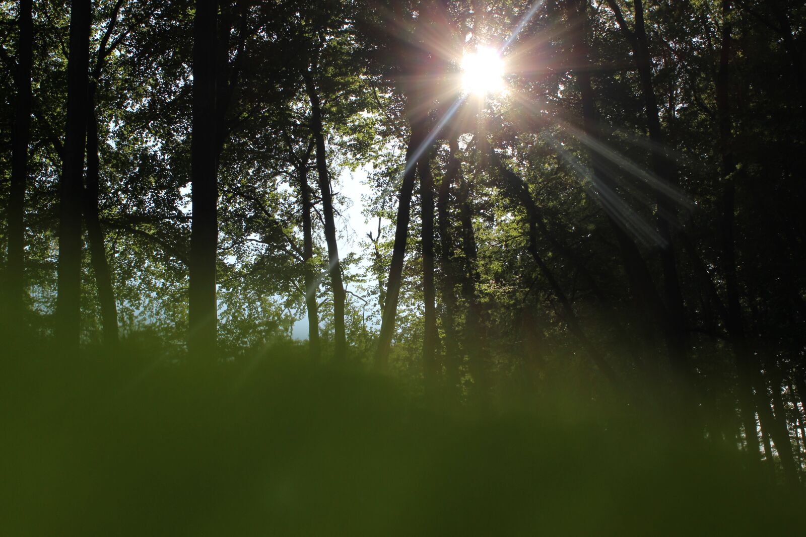 Canon EOS 600D (Rebel EOS T3i / EOS Kiss X5) sample photo. Forest, trees, evening photography