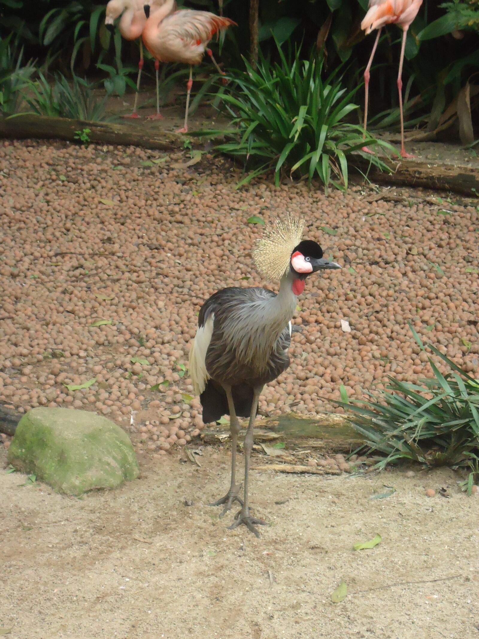 Sony Cyber-shot DSC-W610 sample photo. Grey crowned crane, bird photography