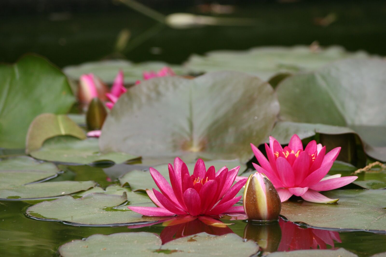 Canon EOS 20D sample photo. Water lily, pink, flower photography