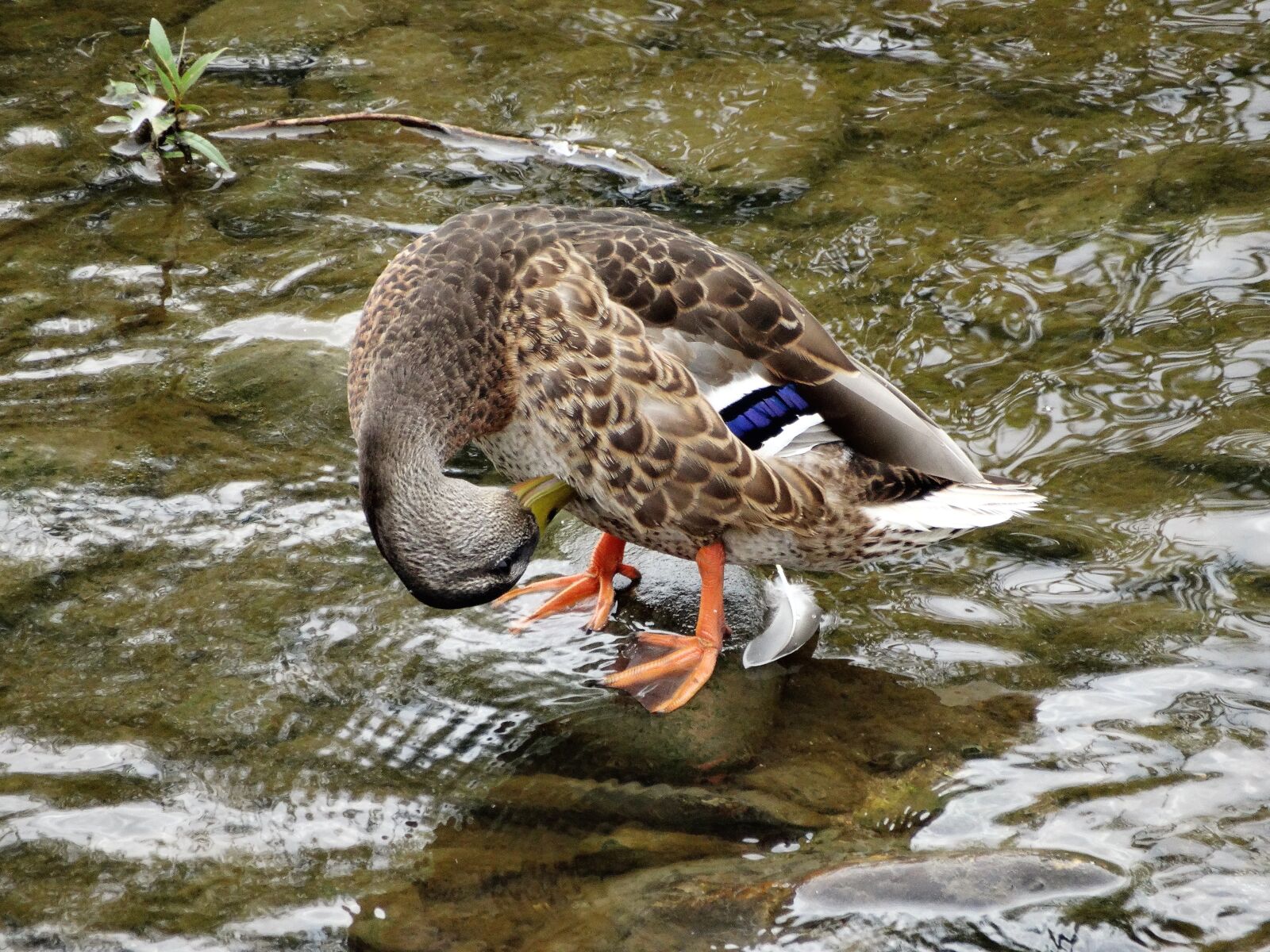 Sony Cyber-shot DSC-HX300 sample photo. Duck, kaczor, animals photography