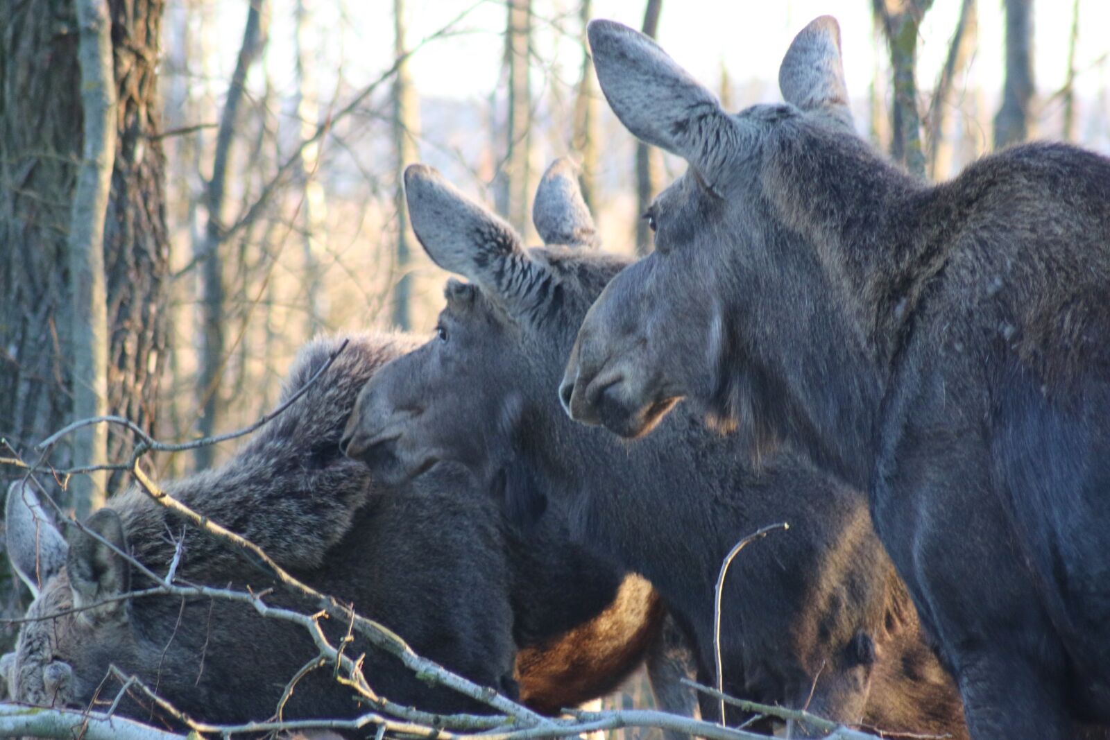 Canon EOS 70D sample photo. Moose, biebrza, mammal photography