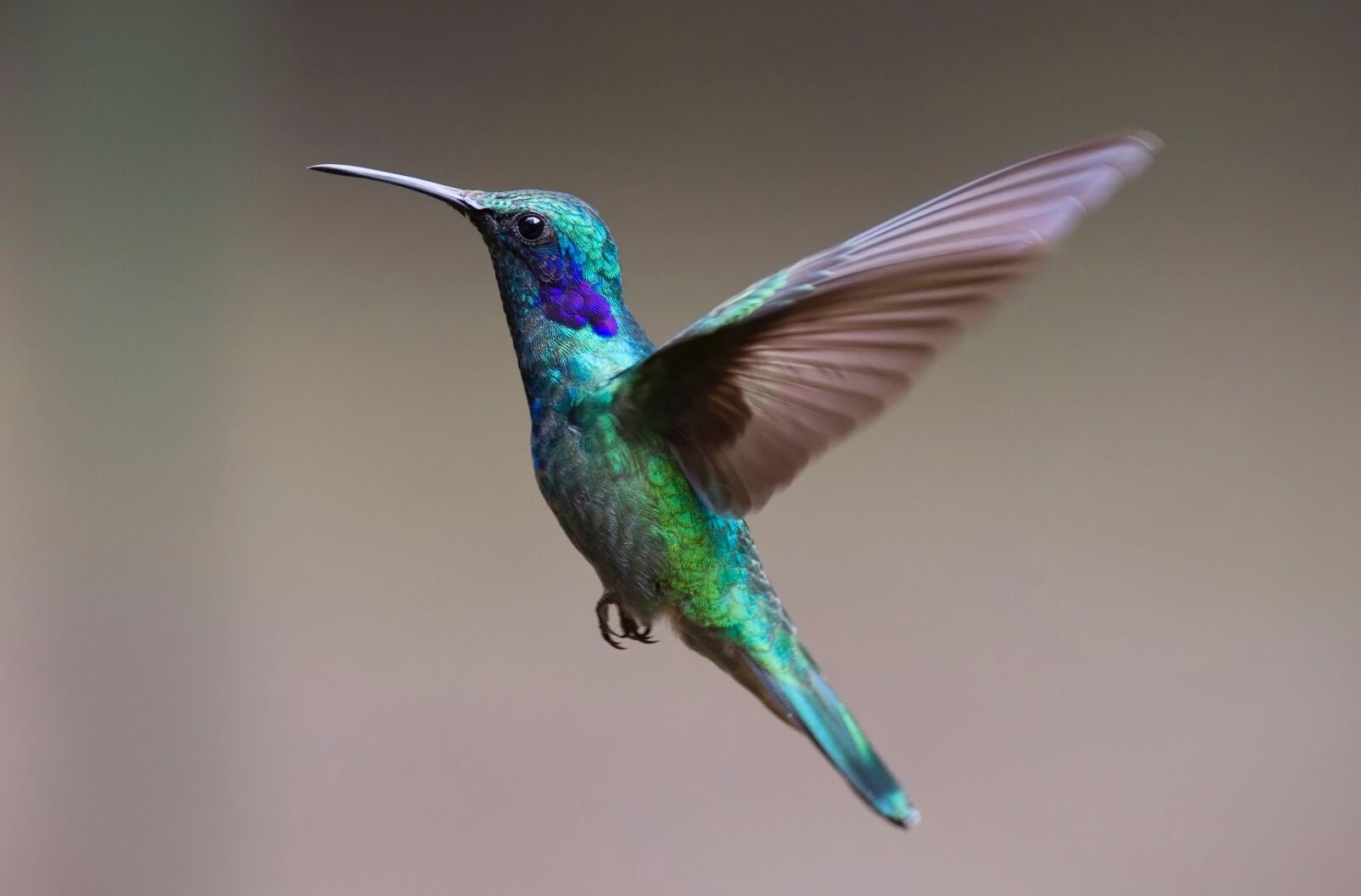 Nikon D3S sample photo. Hummingbird, bird, trochilidae photography