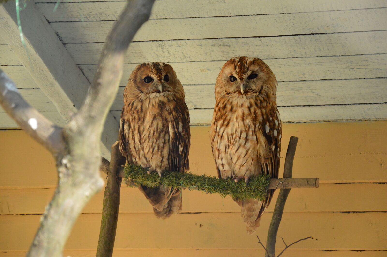 Nikon D3200 sample photo. Owl, tawny owl, owls photography